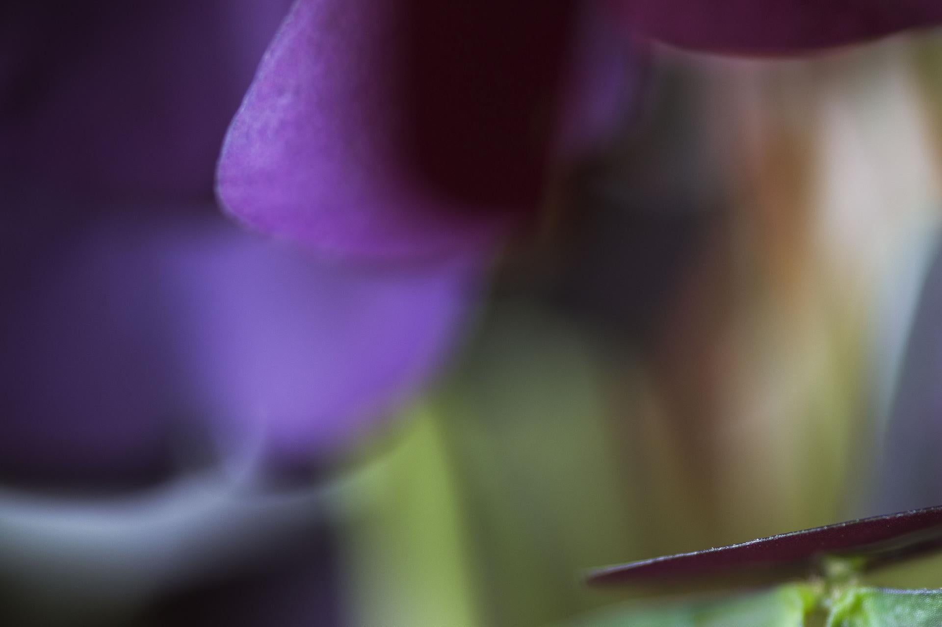 Dans Out of Nowhere, qui fait partie de la série Secret World of Plants de Reinhard Görner, le jeu délicat des violets profonds, des verts vibrants et des arrière-plans flous crée une atmosphère évocatrice et mystérieuse. Cette macro-photographie