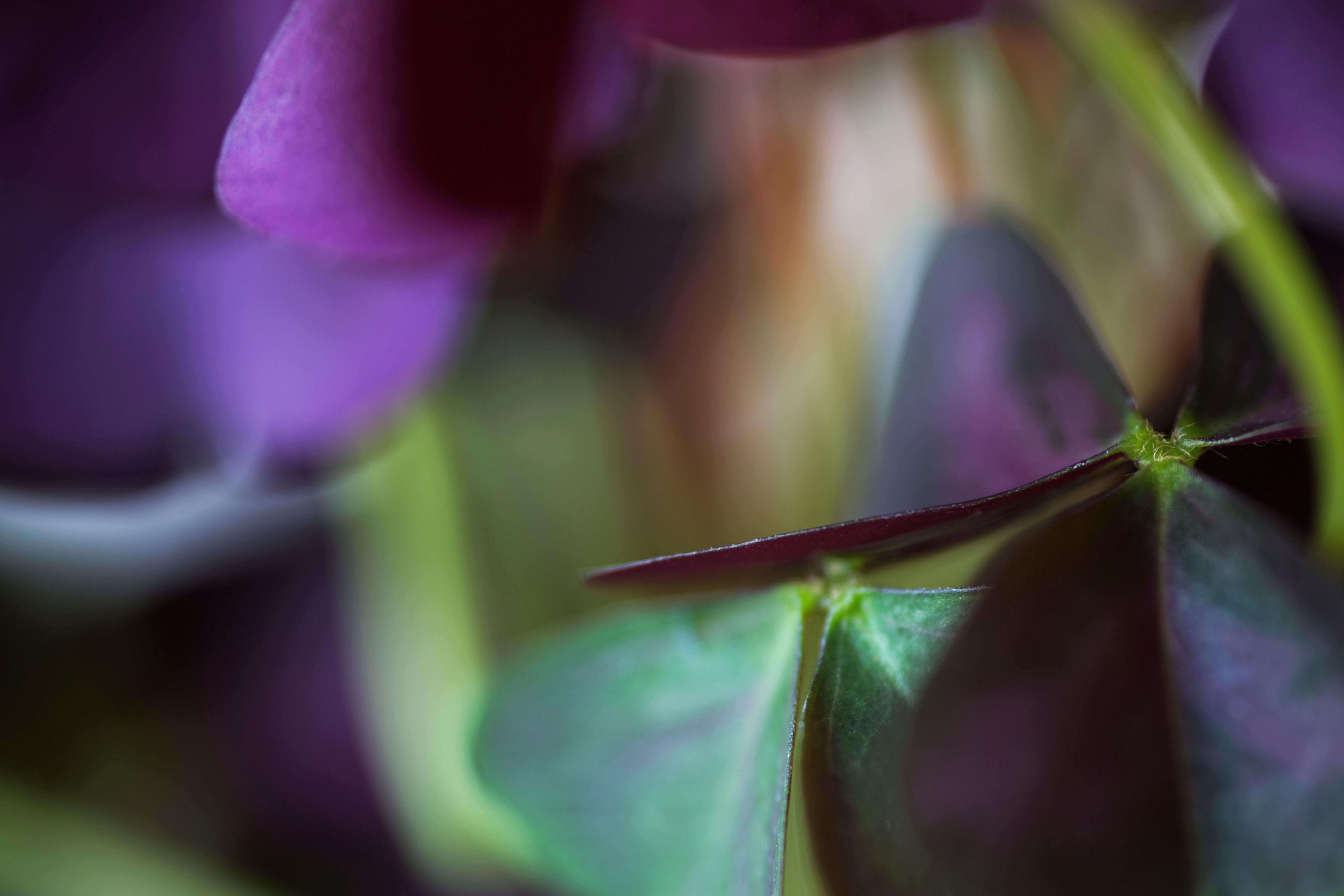 Still-Life Photograph Reinhard Görner - Out of Nowhere, Secret World of Plants, photographie botanique allemande de Macro