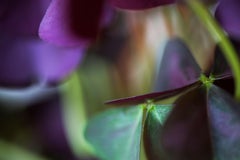 Fuori dal nulla, il mondo segreto delle piante, fotografia macro botanica tedesca