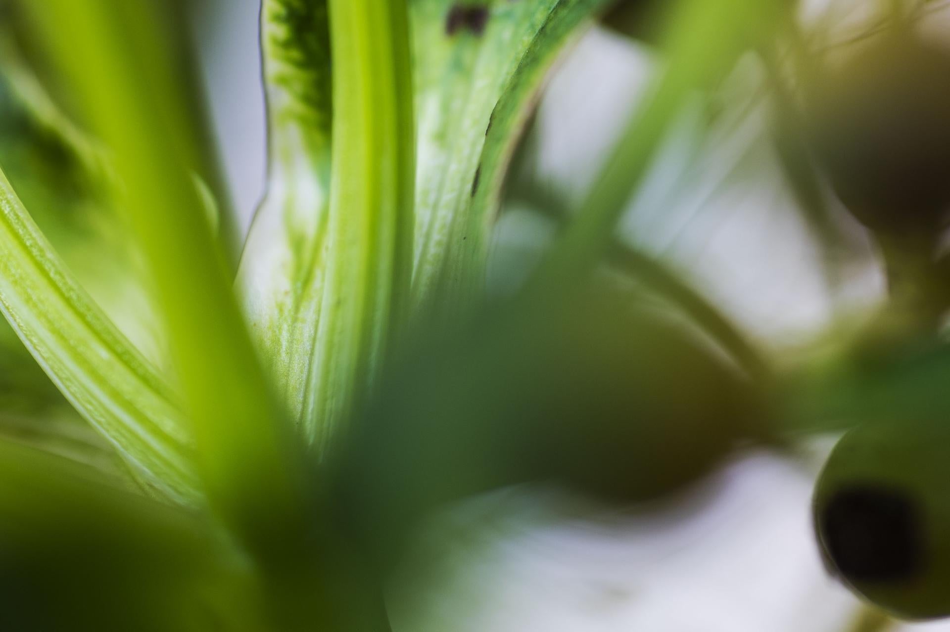 Pinball Wizard, Secret World of Plants, German Macro Botanical Photographie (Grün), Color Photograph, von Reinhard Görner