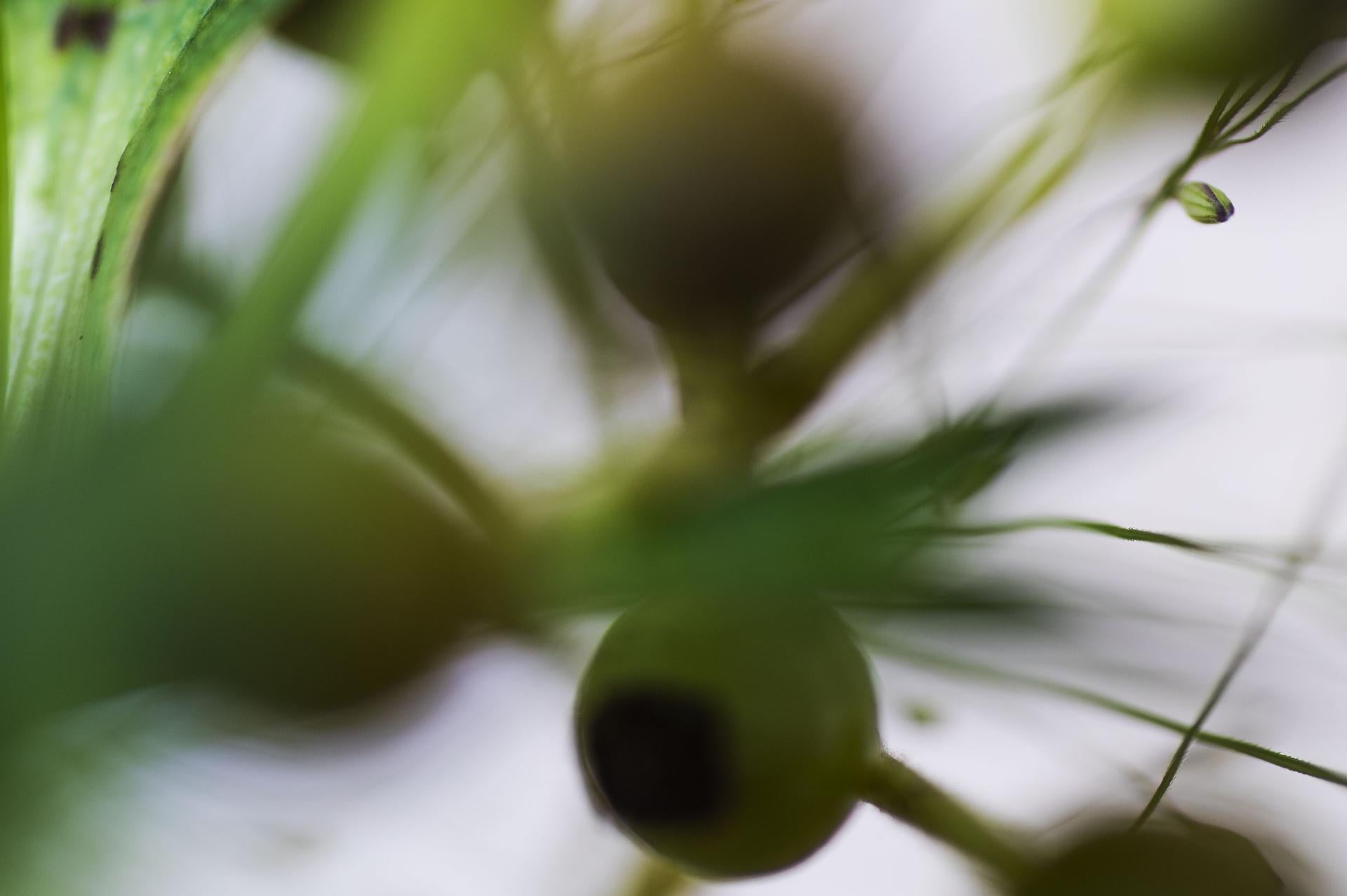 In Pinball Wizard, Teil von Görners Serie Secret World of Plants, schafft das Zusammenspiel von leuchtenden Grüntönen und Weichzeichner-Kugeln eine faszinierende, jenseitige Szene. Diese deutsche botanische Makrofotografie lädt den Betrachter ein,