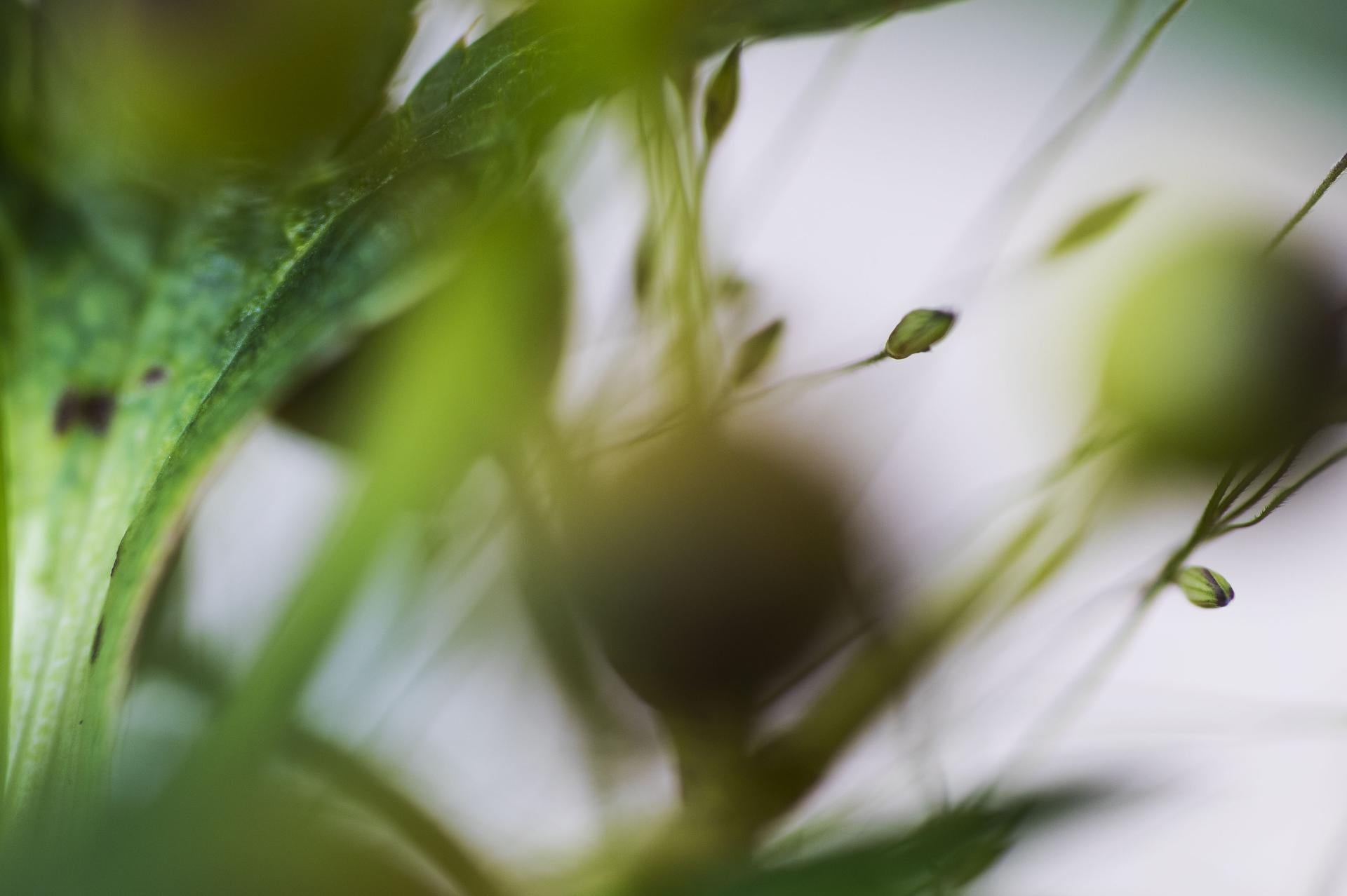 Pinball Wizard, Secret World of Plants, German Macro Botanical Photographie im Angebot 1