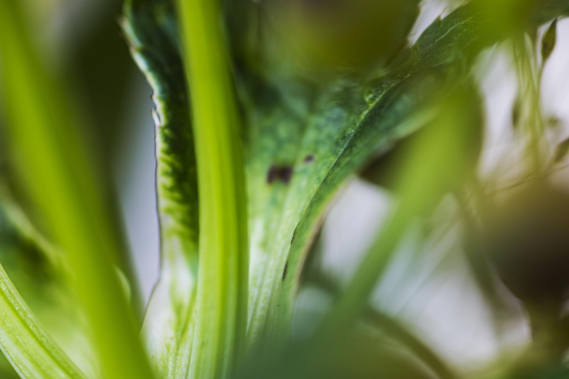 Pinball Wizard, Secret World of Plants, German Macro Botanical Photographie im Angebot 2