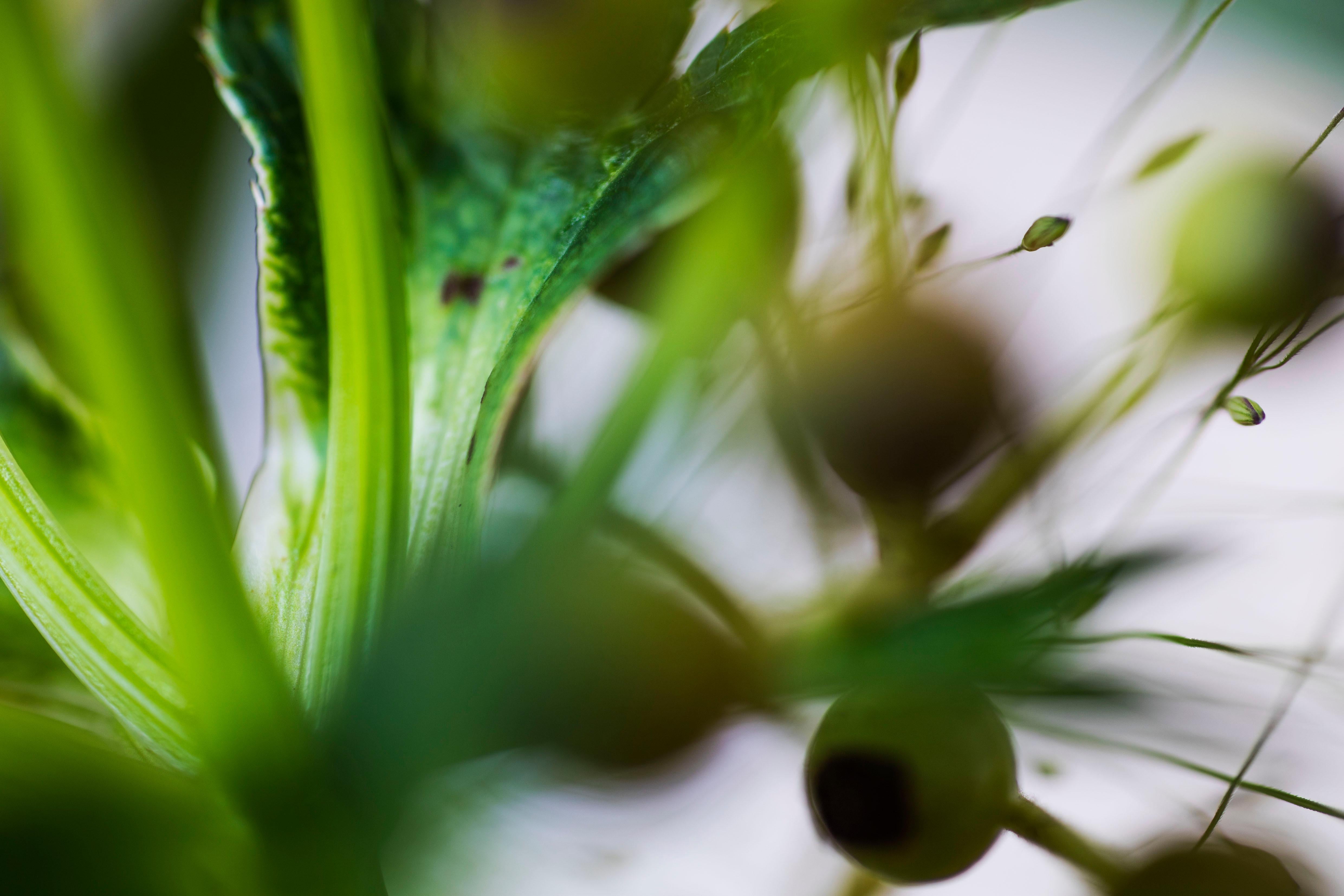 Pinball Wizard, Secret World of Plants, German Macro Botanical Photographie