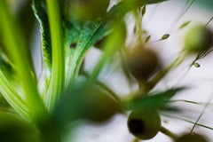 Il mago del flipper, Il mondo segreto delle piante, La fotografia macro botanica tedesca