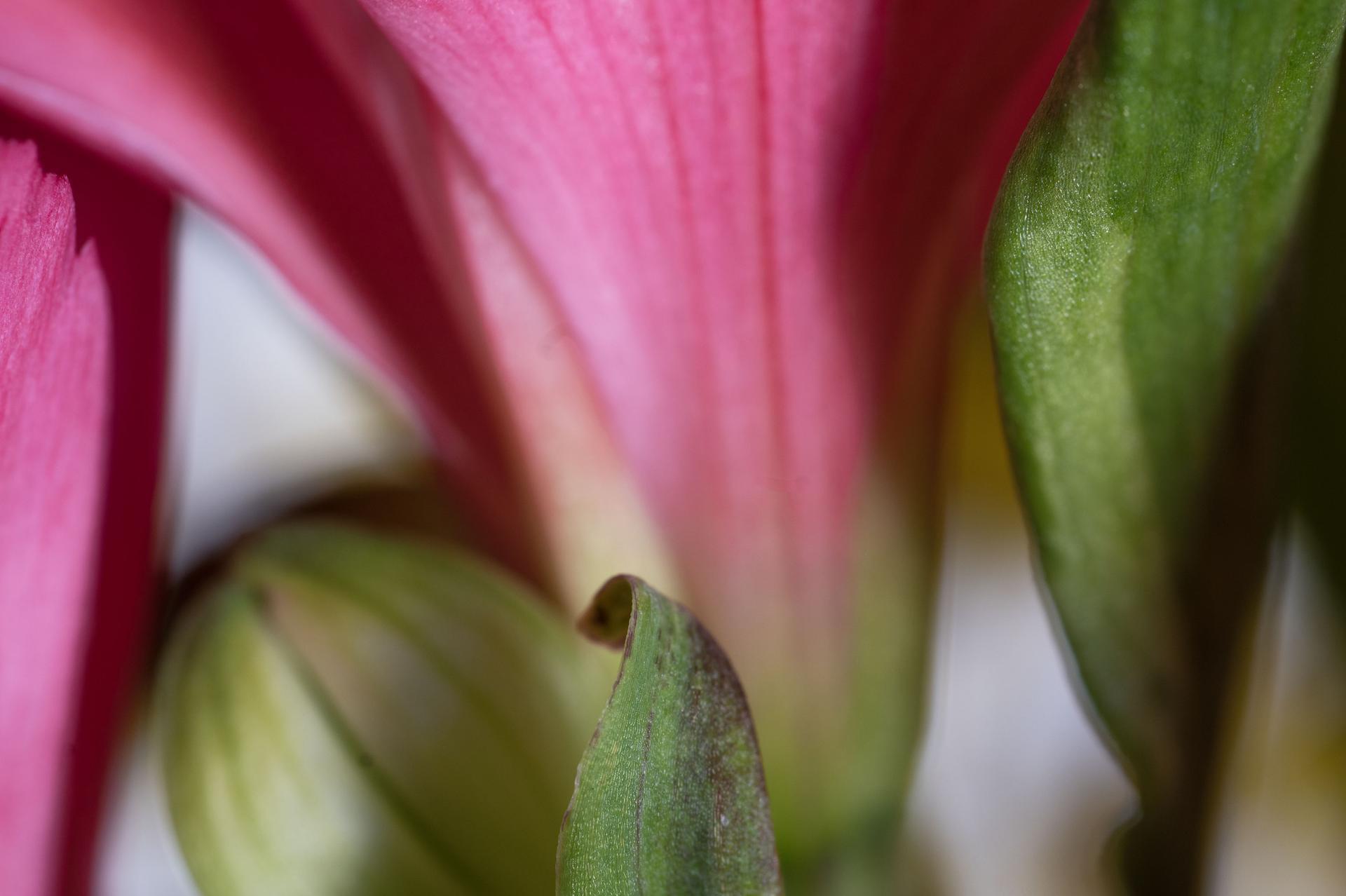 Stand by Me, Secret World of Plants, German Macro Botanical Photographie (Braun), Color Photograph, von Reinhard Görner