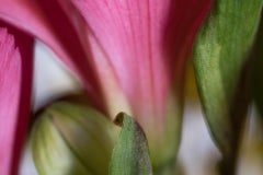 Stand By Me, Mundo Secreto de las Plantas, Fotografía Botánica Macro Alemana