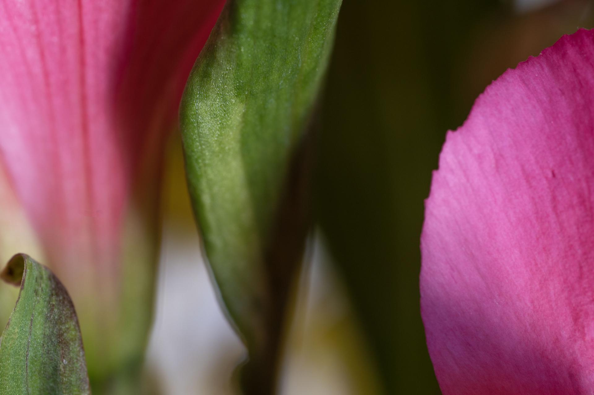 Reinhard Görners fesselnde botanische Nahaufnahme 