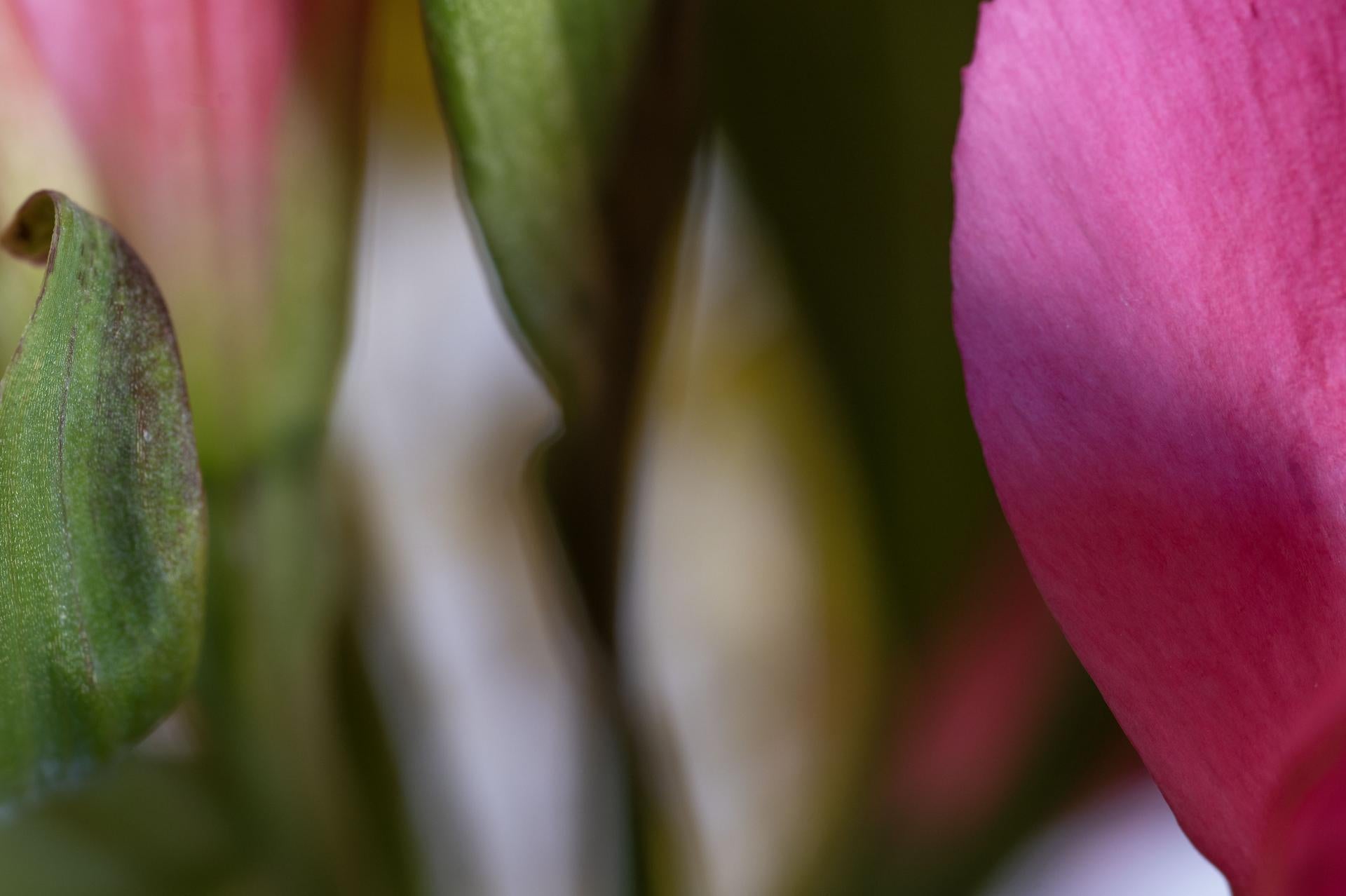 Stand by Me, Secret World of Plants, German Macro Botanical Photographie im Angebot 1