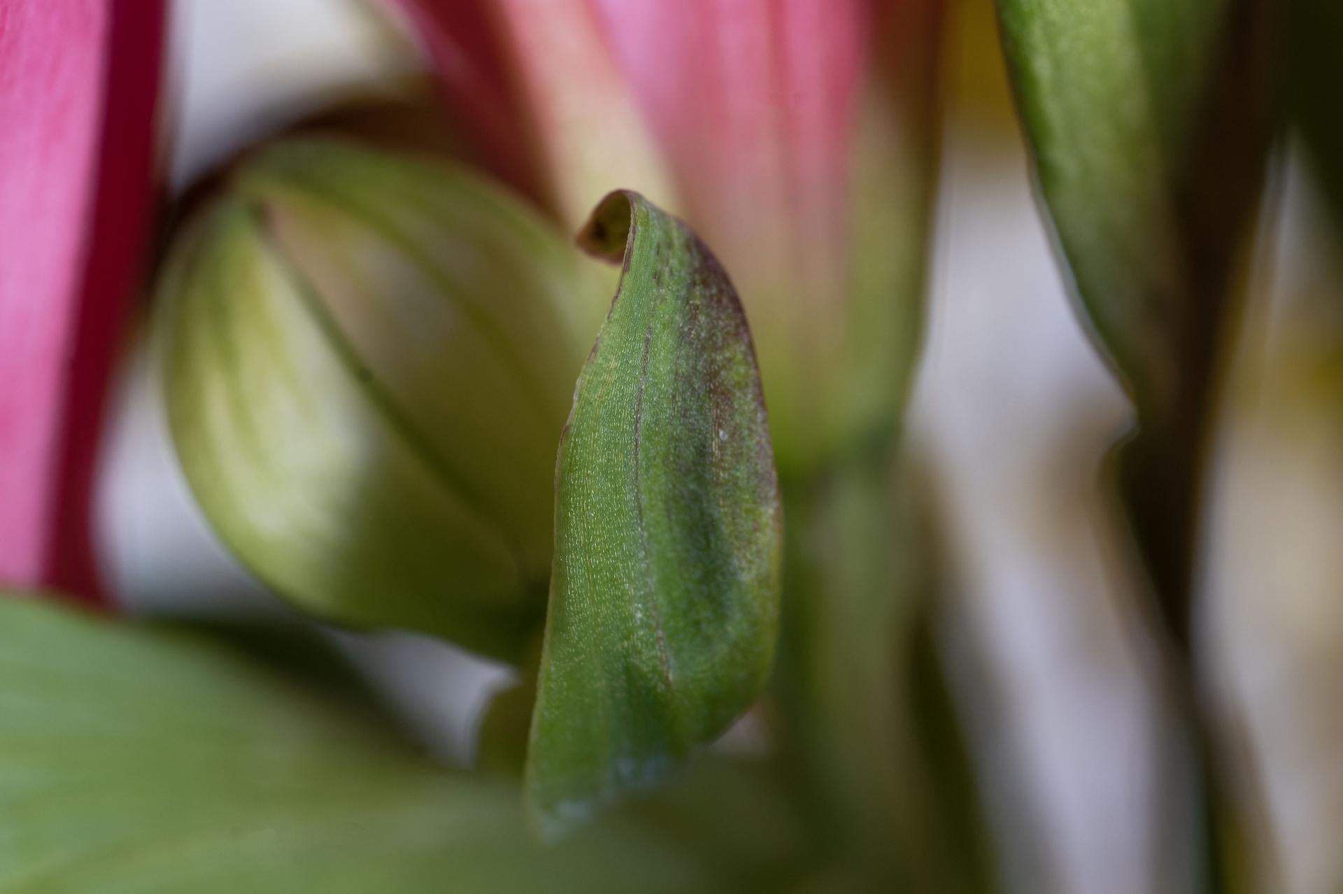Stand by Me, Secret World of Plants, German Macro Botanical Photographie im Angebot 2