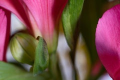 Stand By Me, Il mondo segreto delle piante, Fotografia macro botanica tedesca