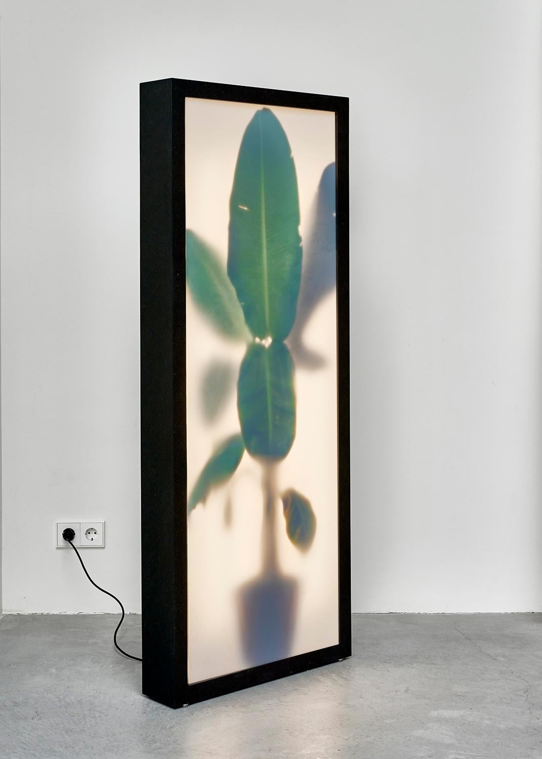A three-dimensional, layered depiction of a banana plant is placed into a light box. When the light shines through the thin green leaves, the representation becomes hyper realistic. The plant leaves the suggestion of being alive, trapped behind