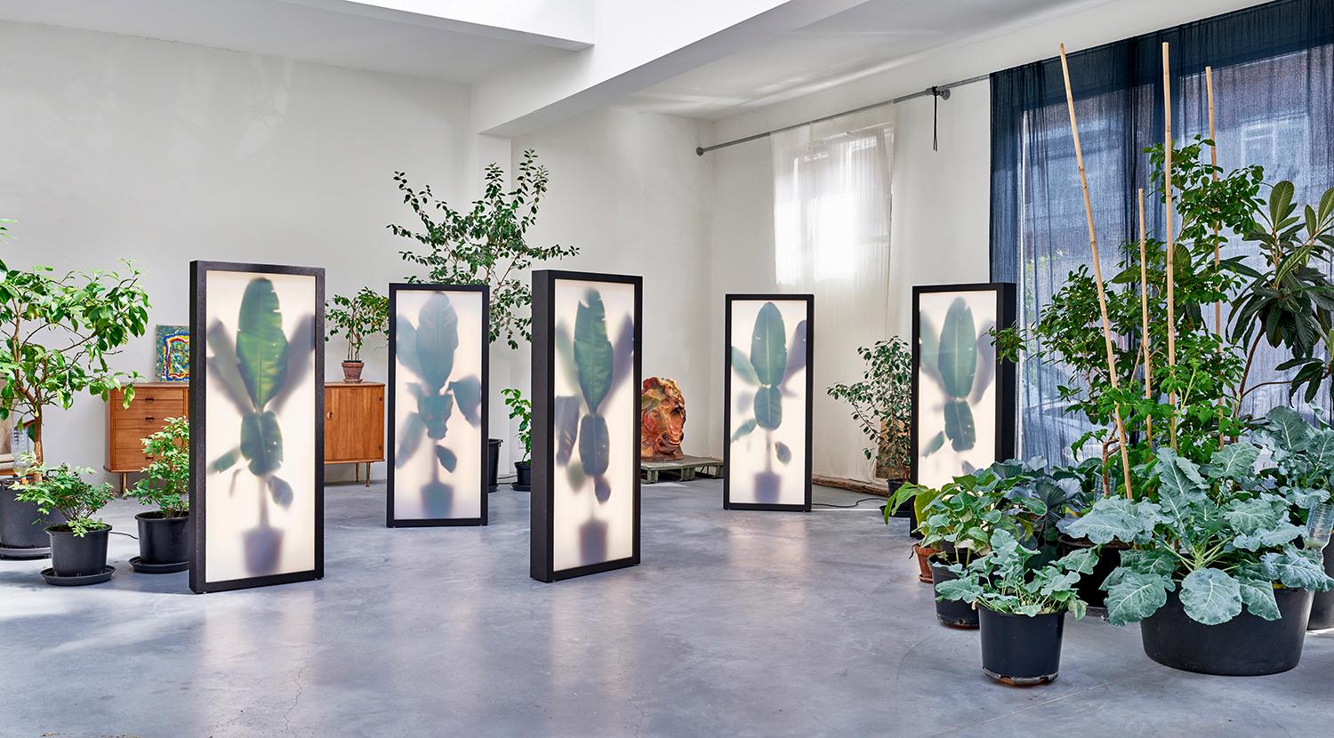 Dutch REM Atelier, Growing Plants Indoors, Light Box with Photographic Collage, 2018 For Sale