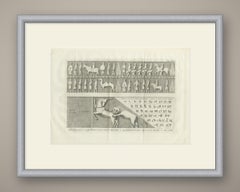Remaining Figures of Wall D with Lion and Bull, Persepolis, 1780