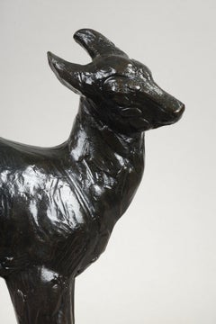 Small fawn Axis
