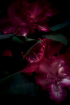 Plantes I