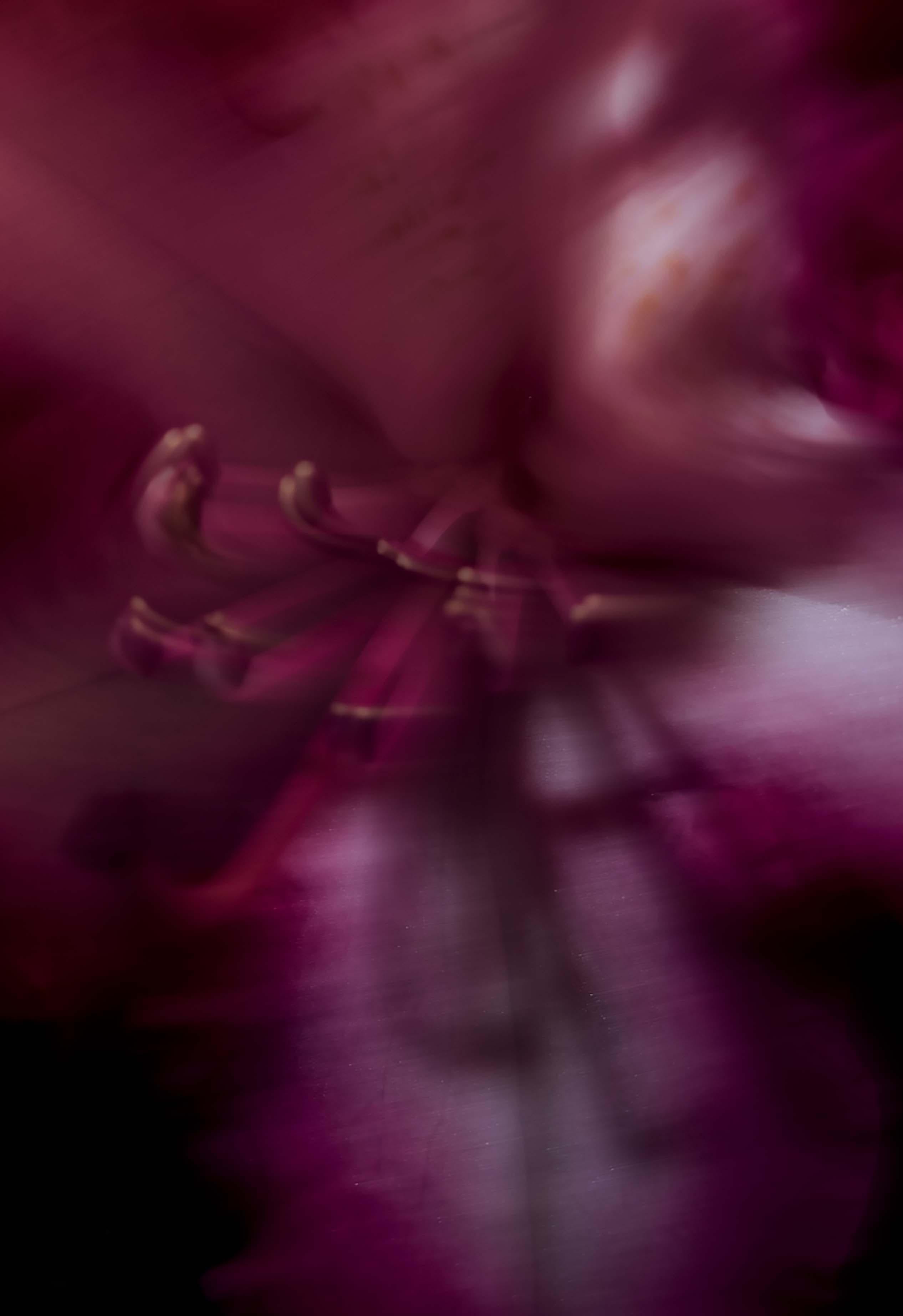 Plantas I - Photograph de Ren Wei Heng