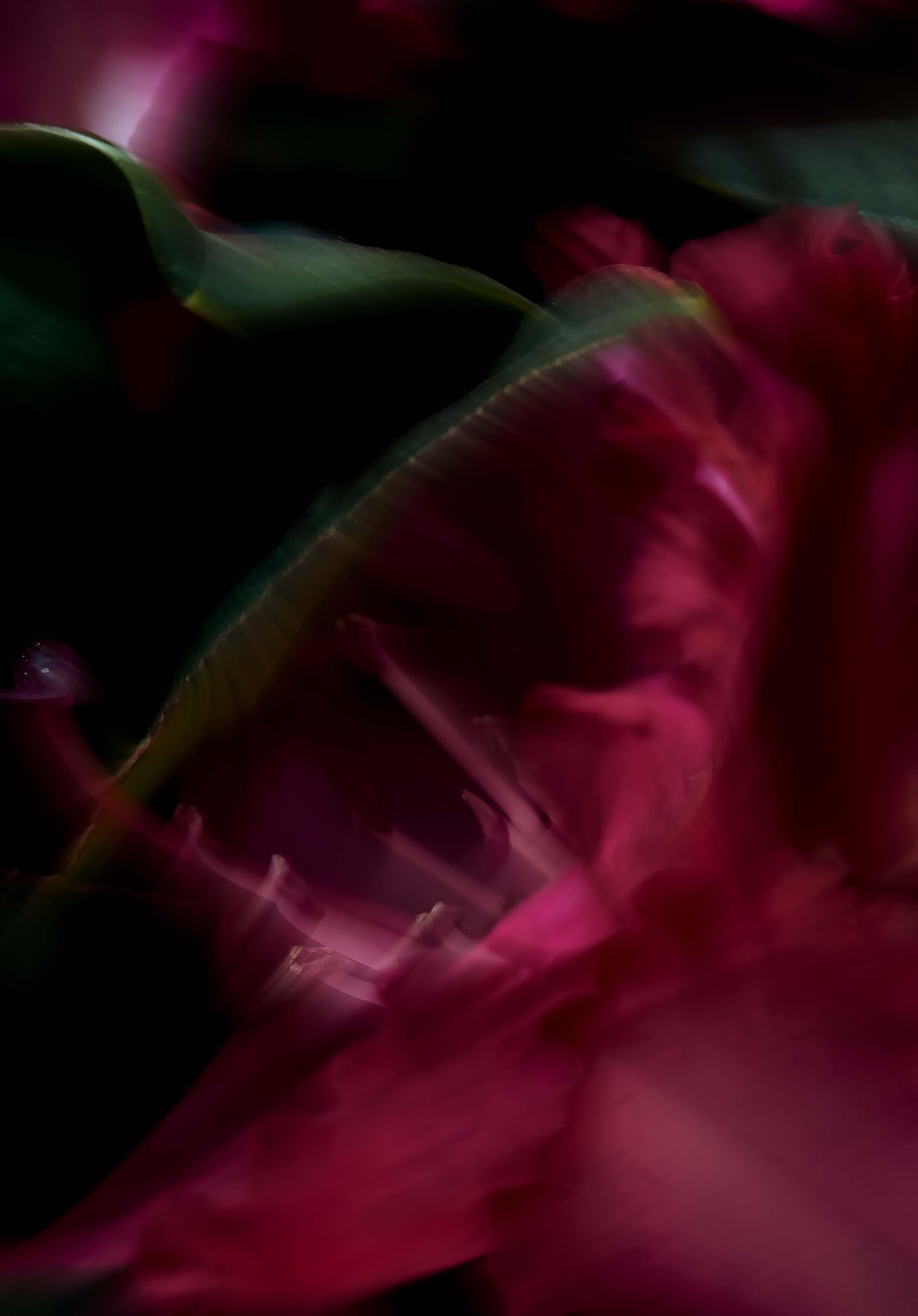 Plantas I - Still-Life Photograph Negro de Ren Wei Heng