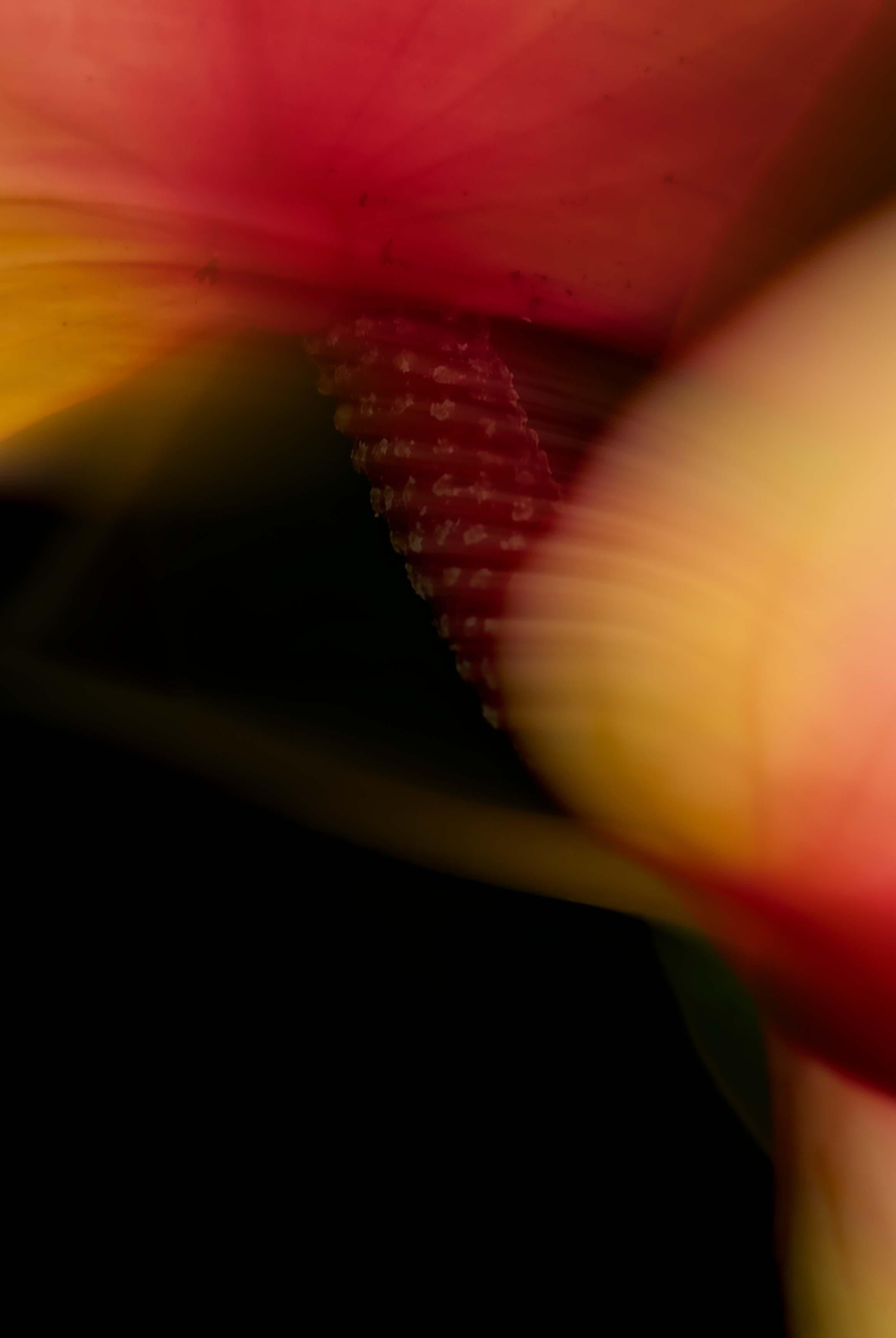 Plantas II - Photograph de Ren Wei Heng
