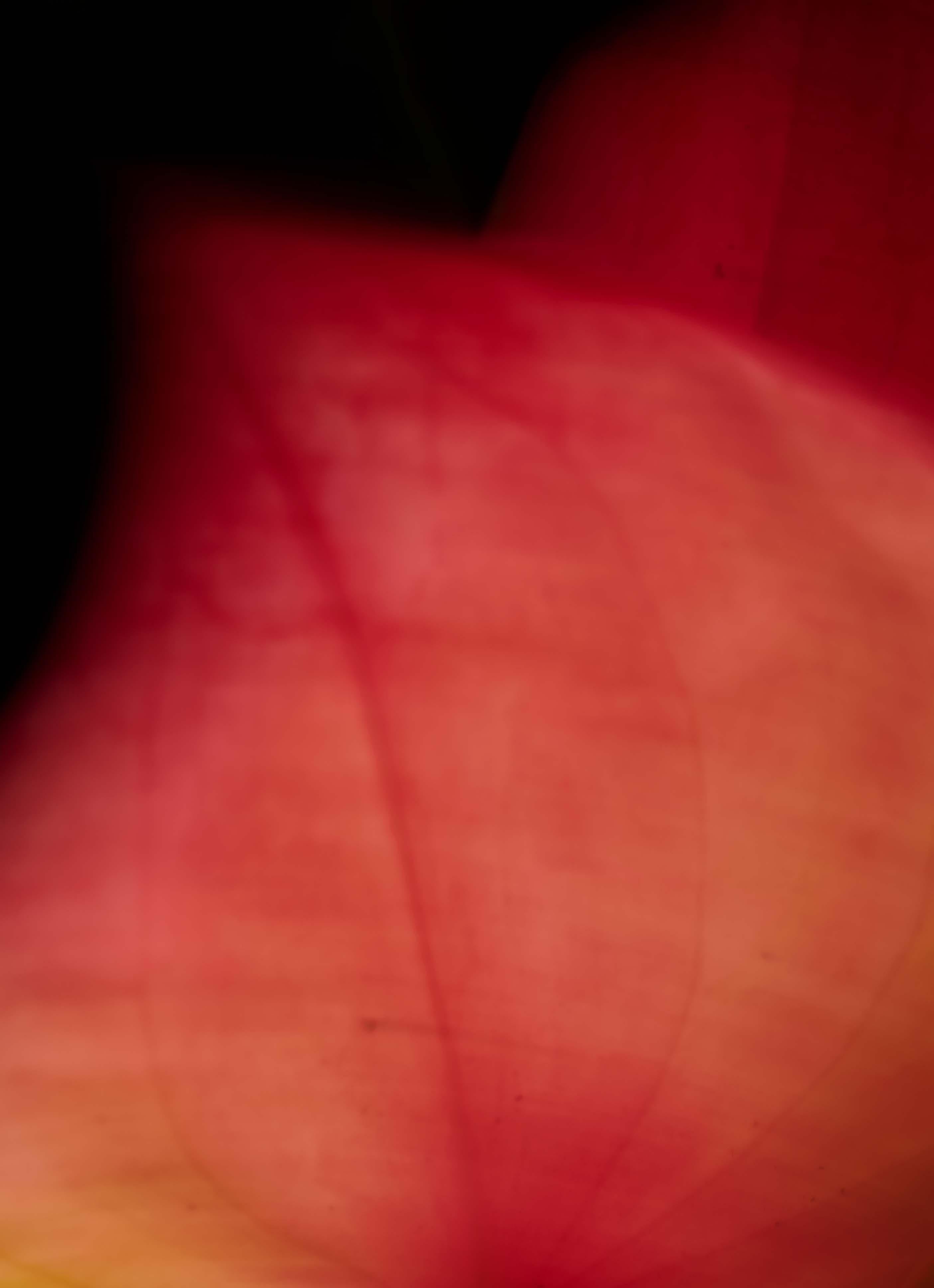 Plantas II - Photograph Naturalista de Ren Wei Heng