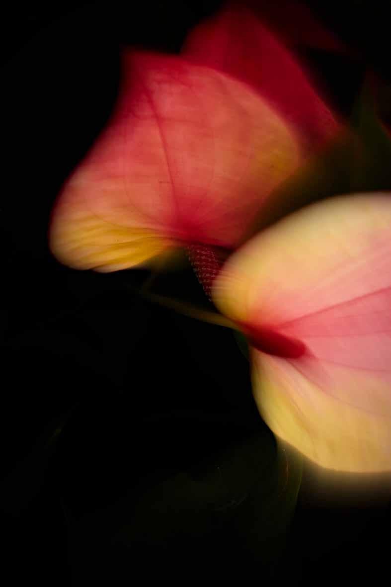 Ren Wei Heng Still-Life Photograph - Plants II