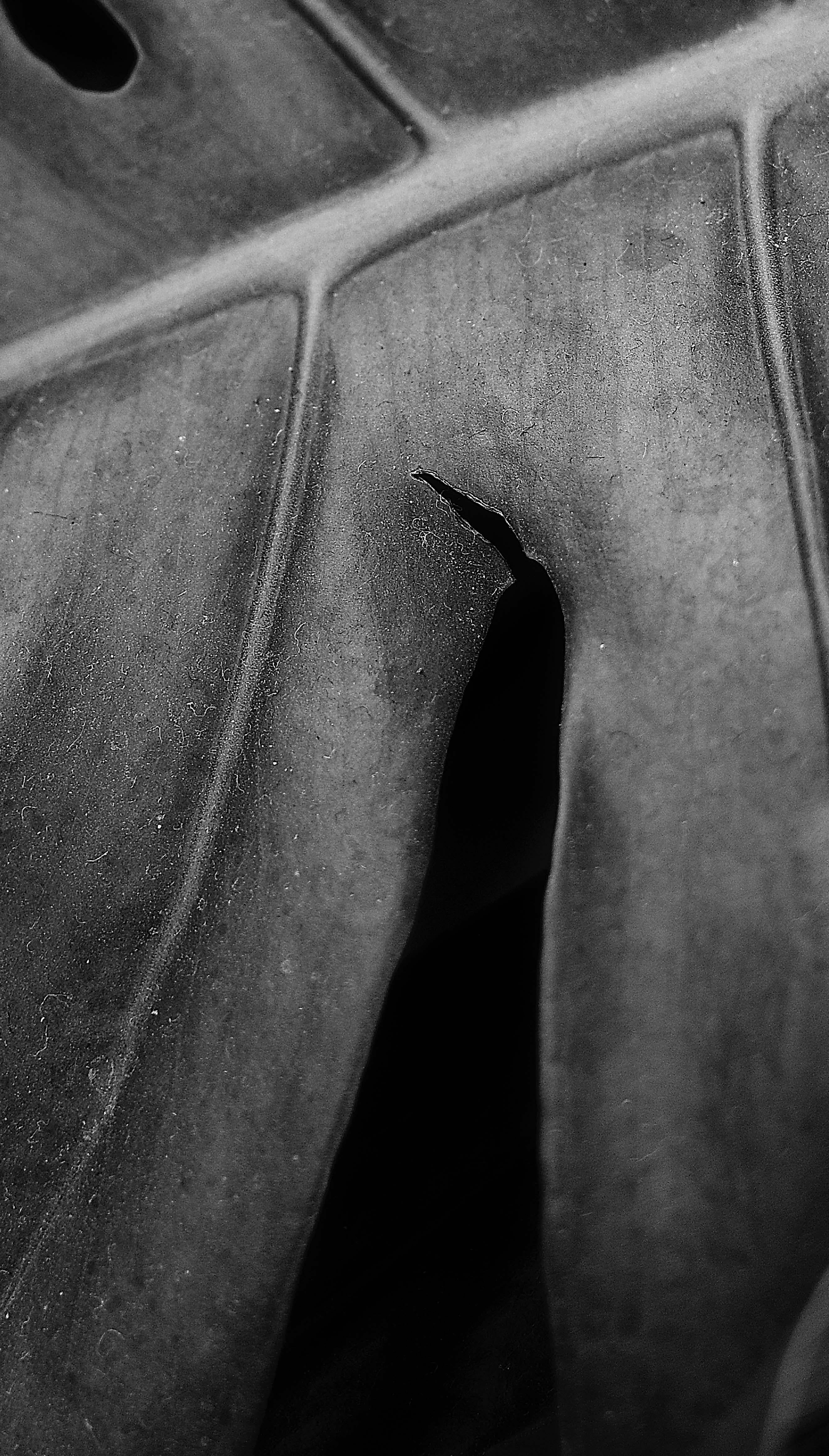 Plantas III - Photograph de Ren Wei Heng