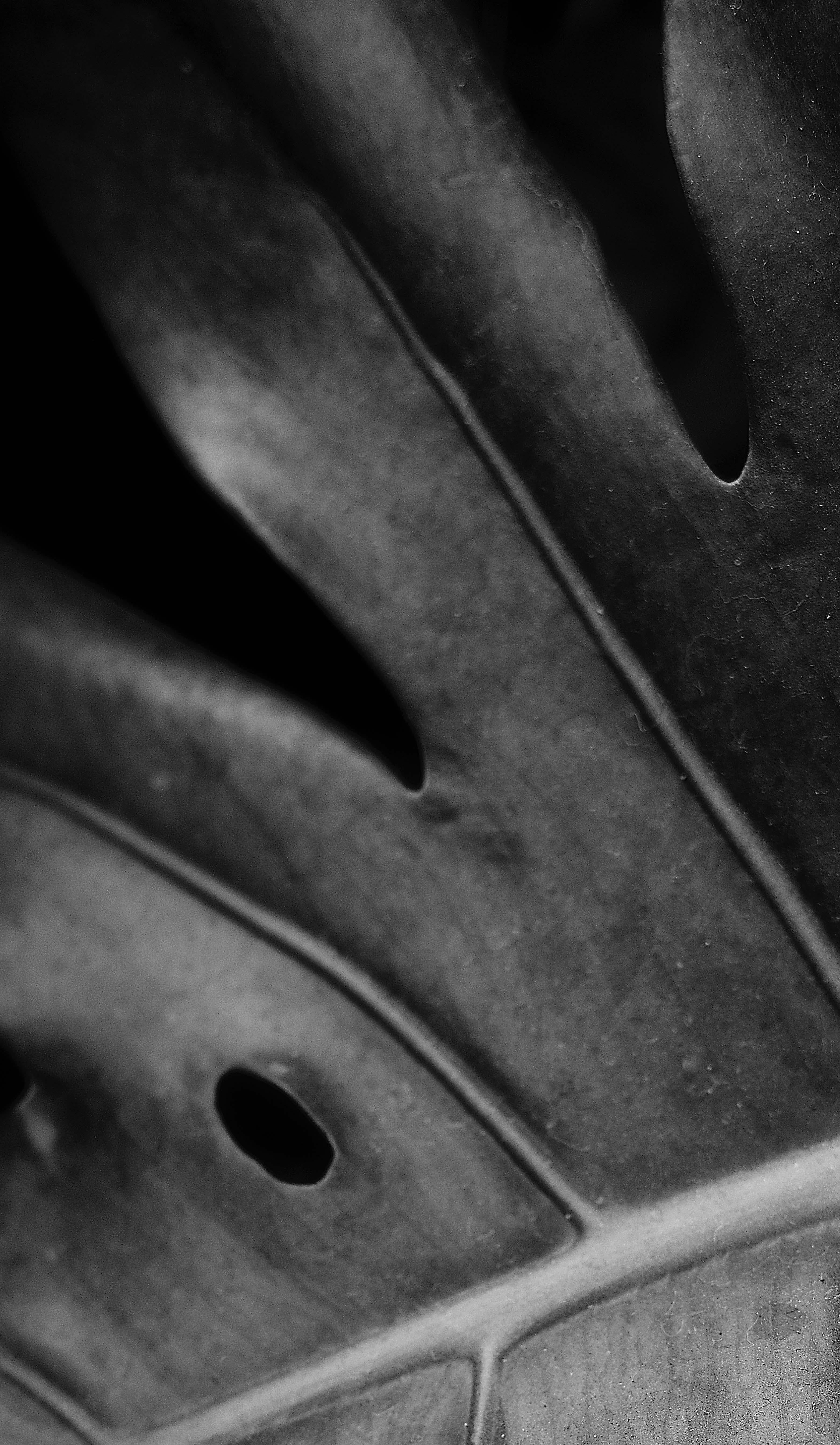 Plantas III - Photograph Naturalista de Ren Wei Heng