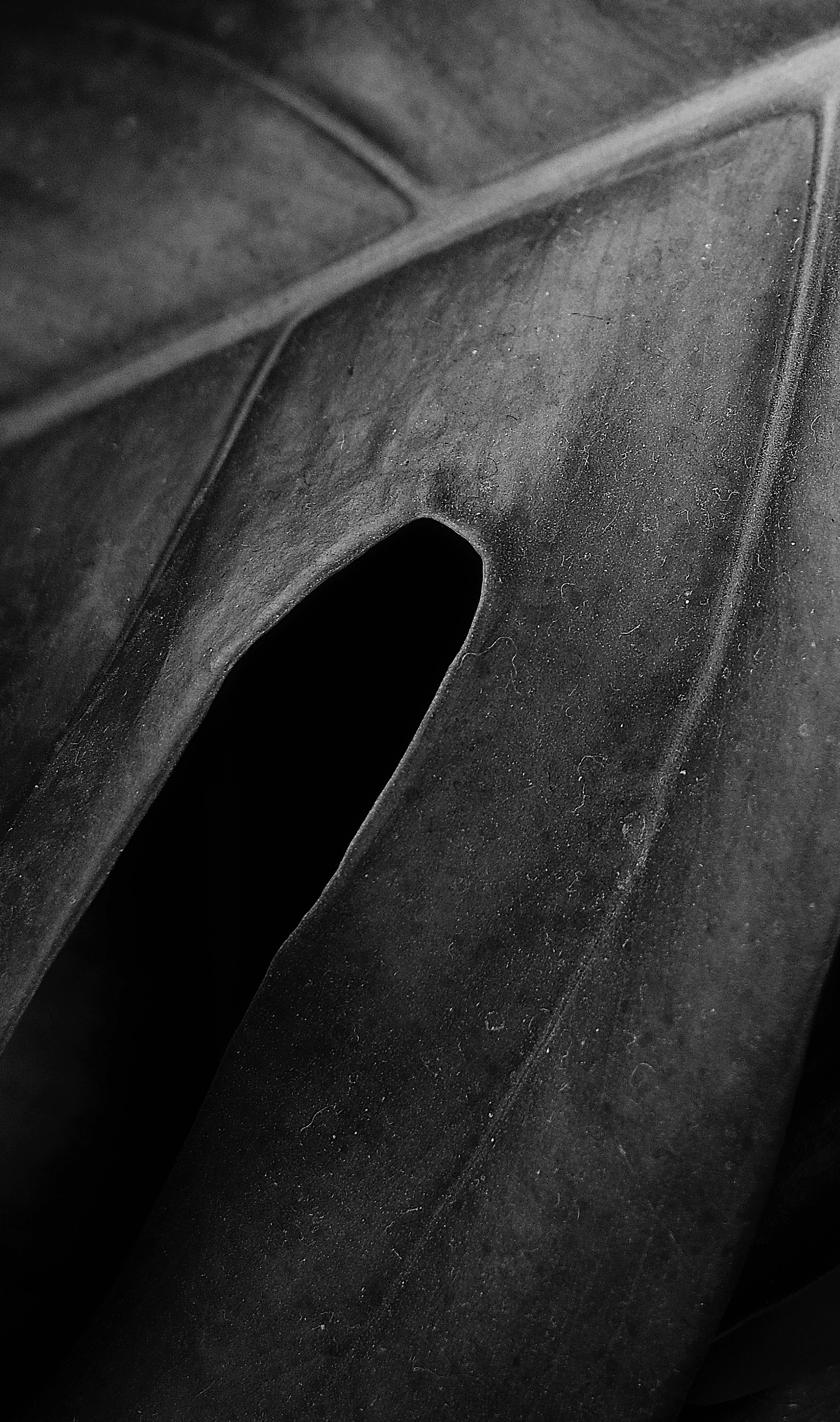 Plantas III - Still-Life Photograph Negro de Ren Wei Heng