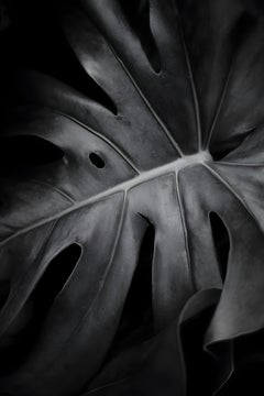 Plantes III