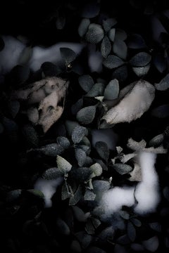 Plantes IV