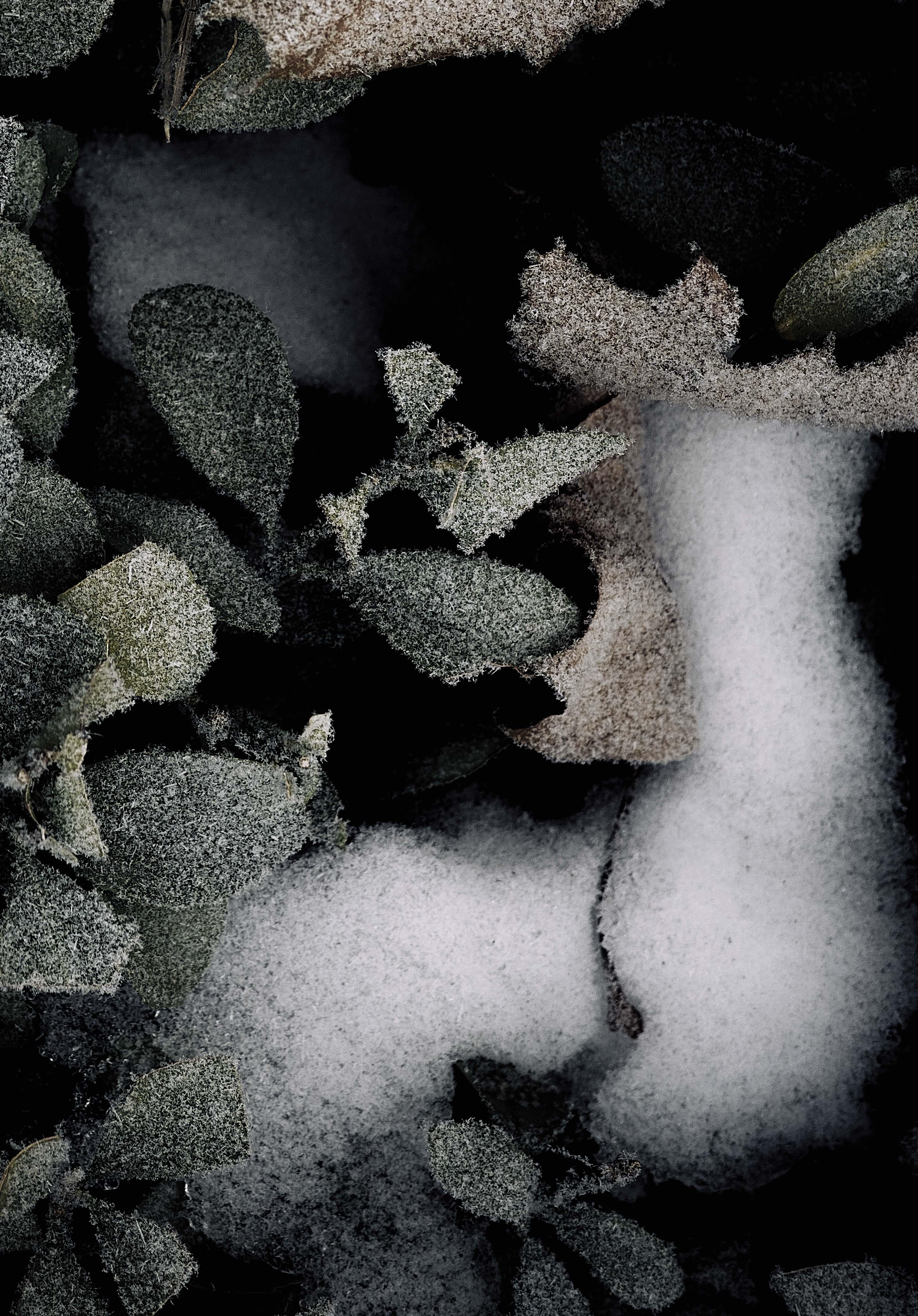 Plants IV - Photograph by Ren Wei Heng