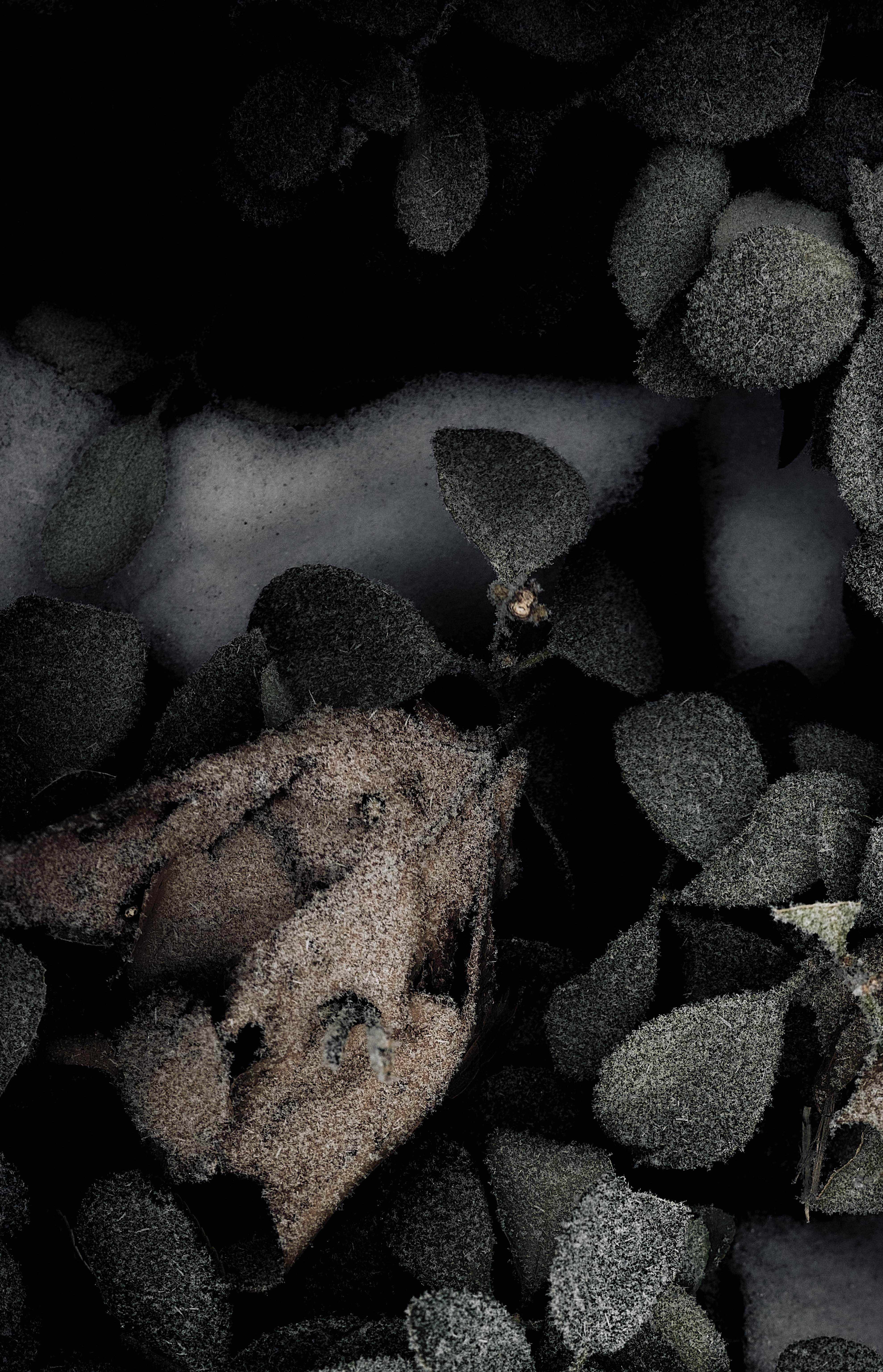 Plants IV - Naturalistic Photograph by Ren Wei Heng