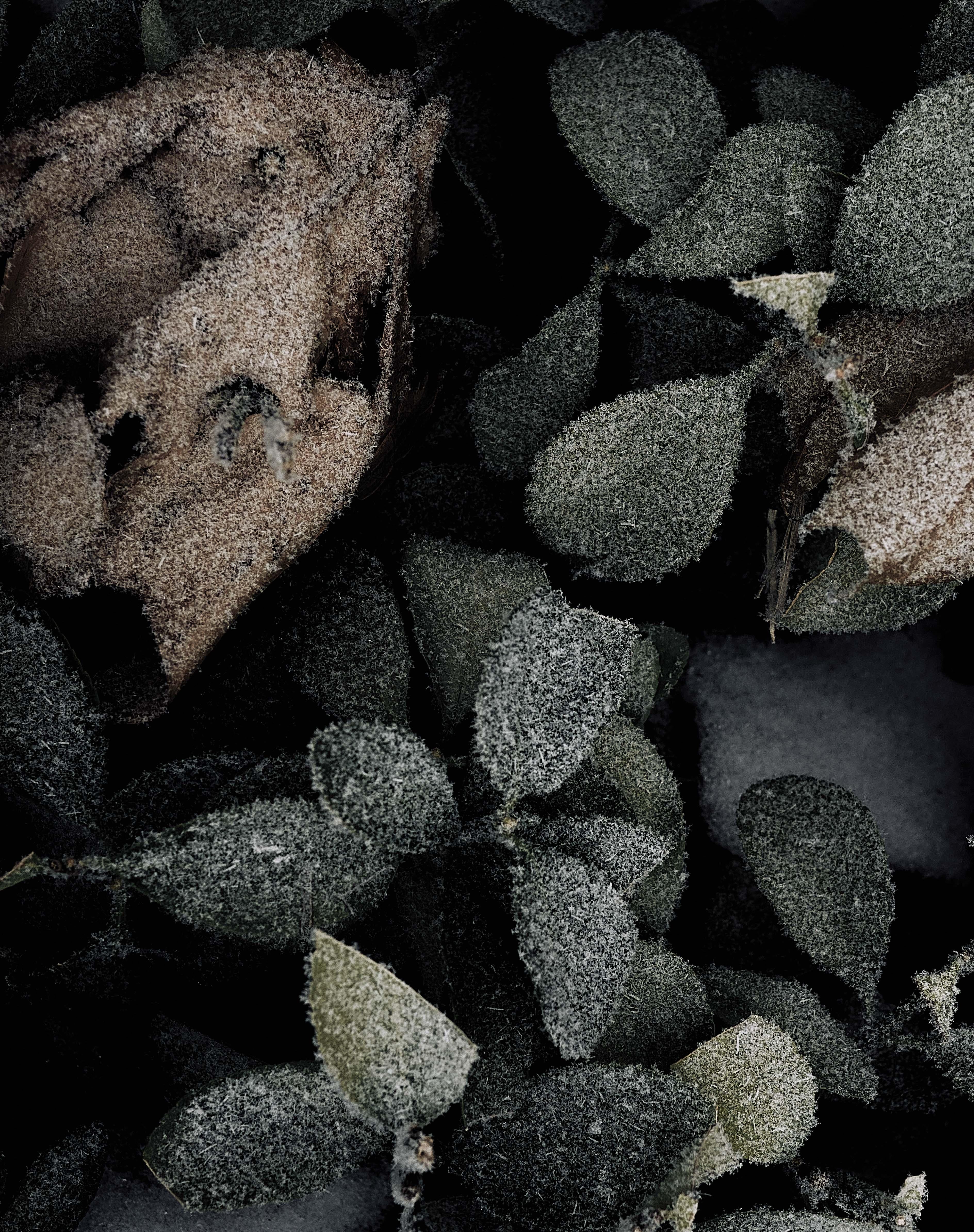 Plants IV - Black Still-Life Photograph by Ren Wei Heng