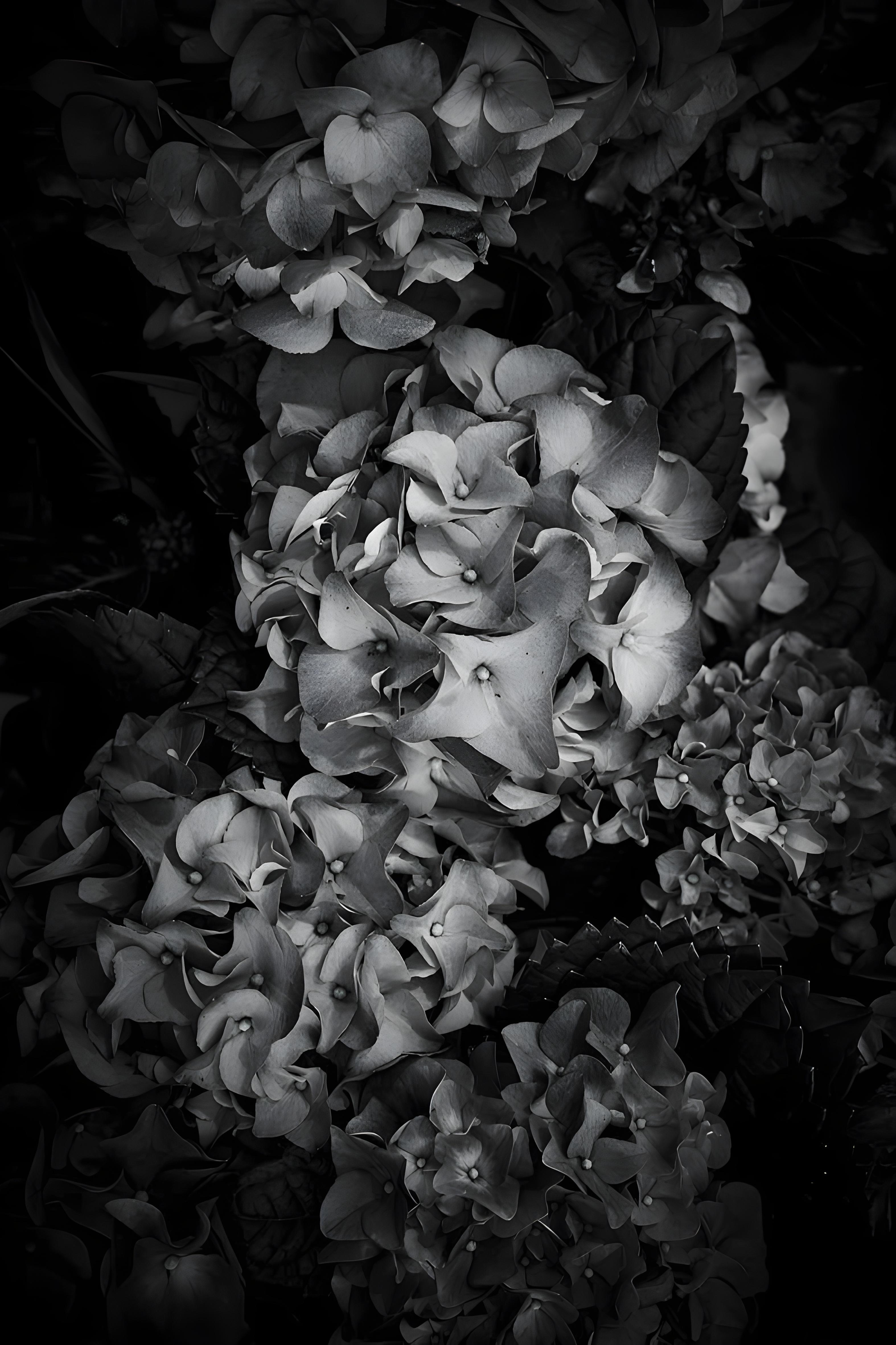 Still-Life Photograph Ren Wei Heng - V.I.I.