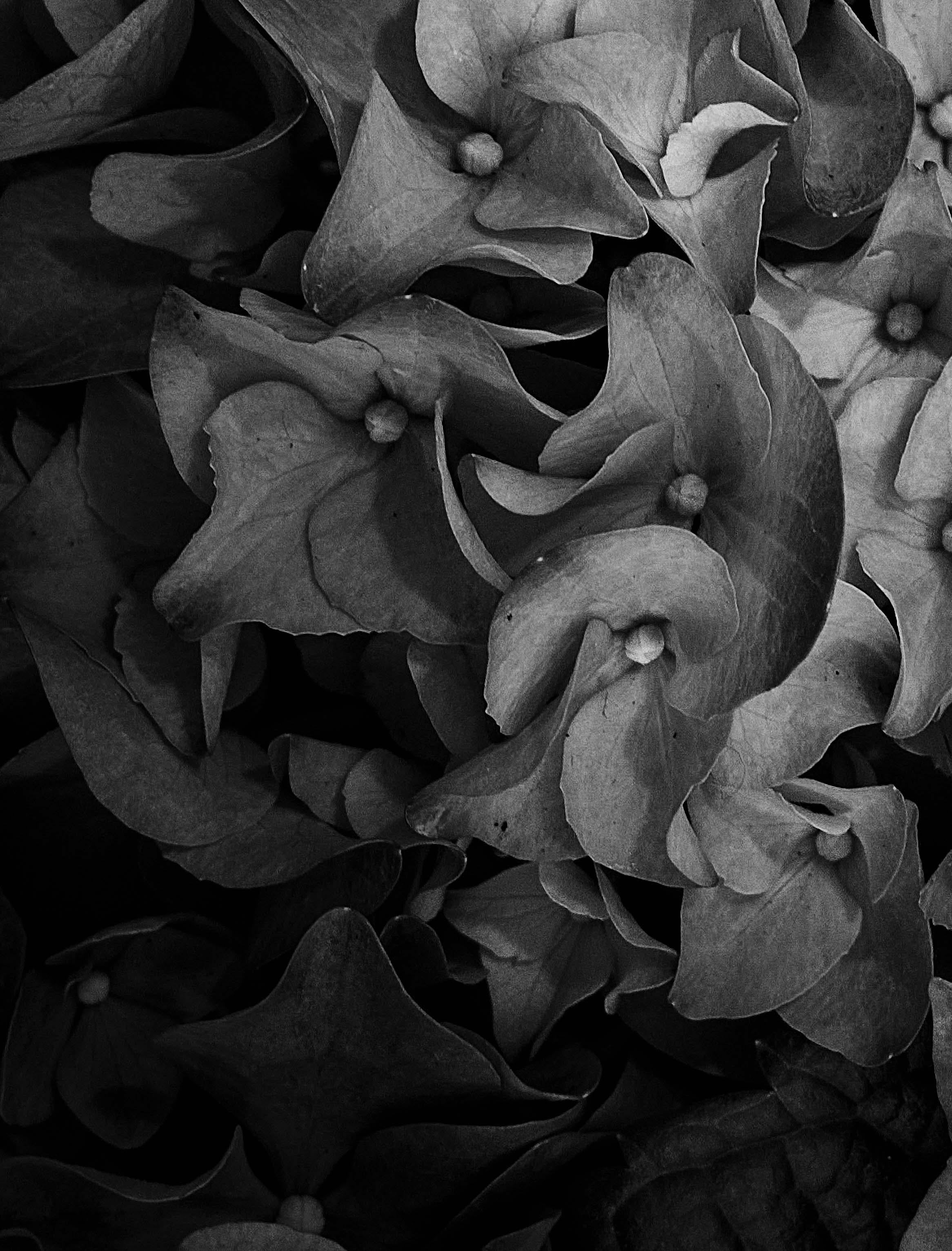 Plantas V - Photograph de Ren Wei Heng