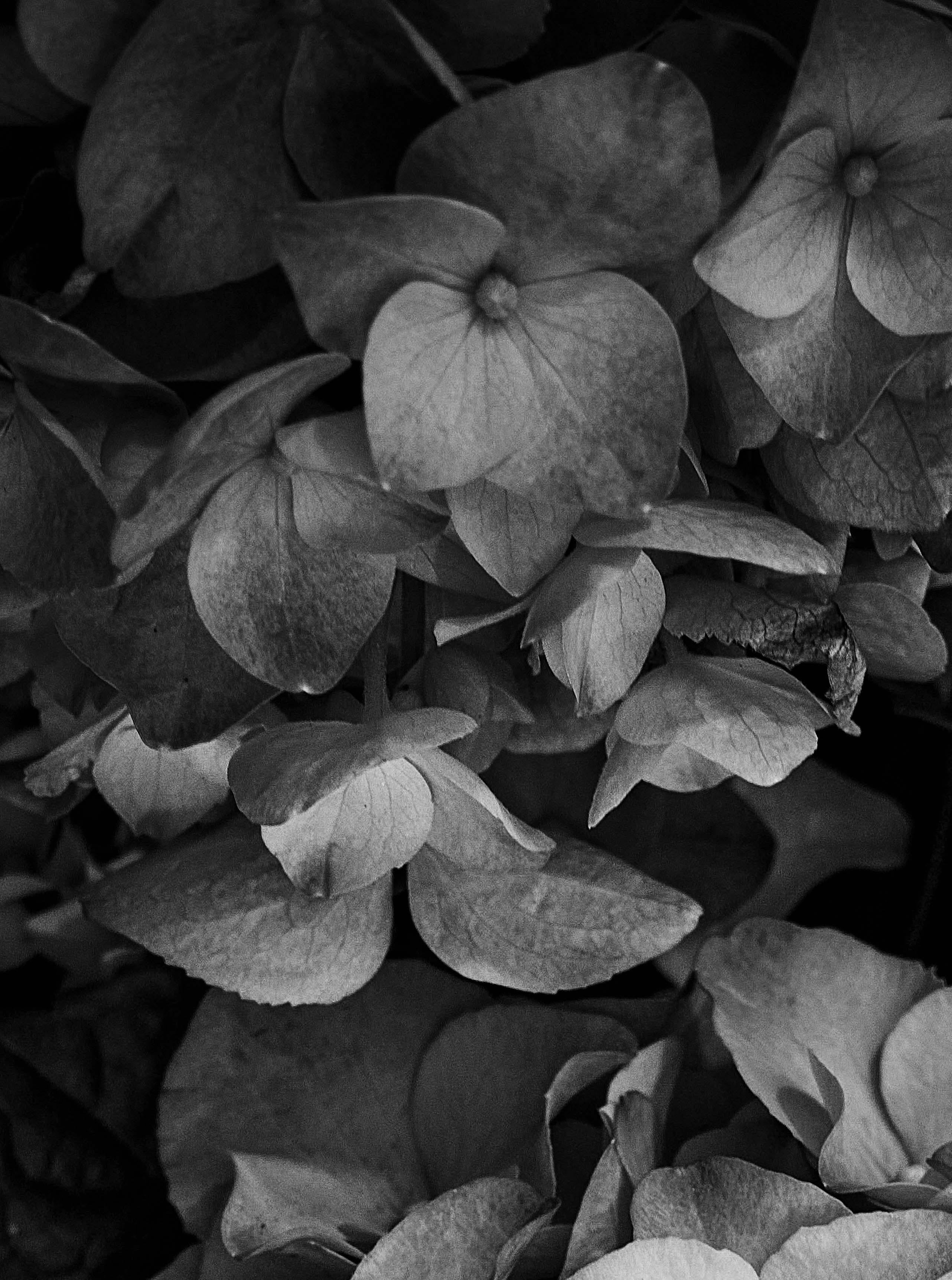 Plantas V - Photograph Naturalista de Ren Wei Heng