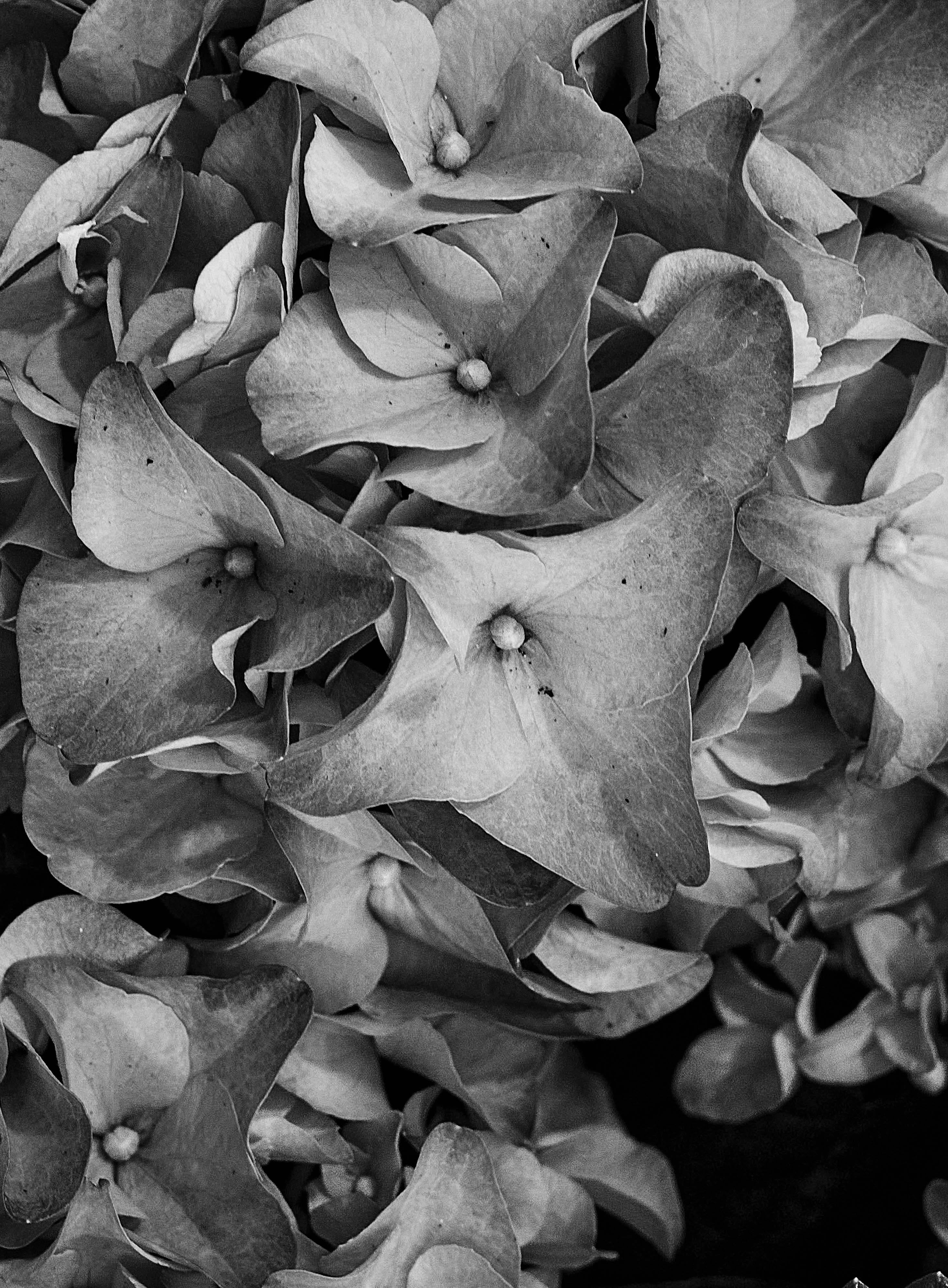 Plantas V - Still-Life Photograph Negro de Ren Wei Heng