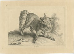 Renard, The Red Fox: An Original Detailed Etching - circa 1740
