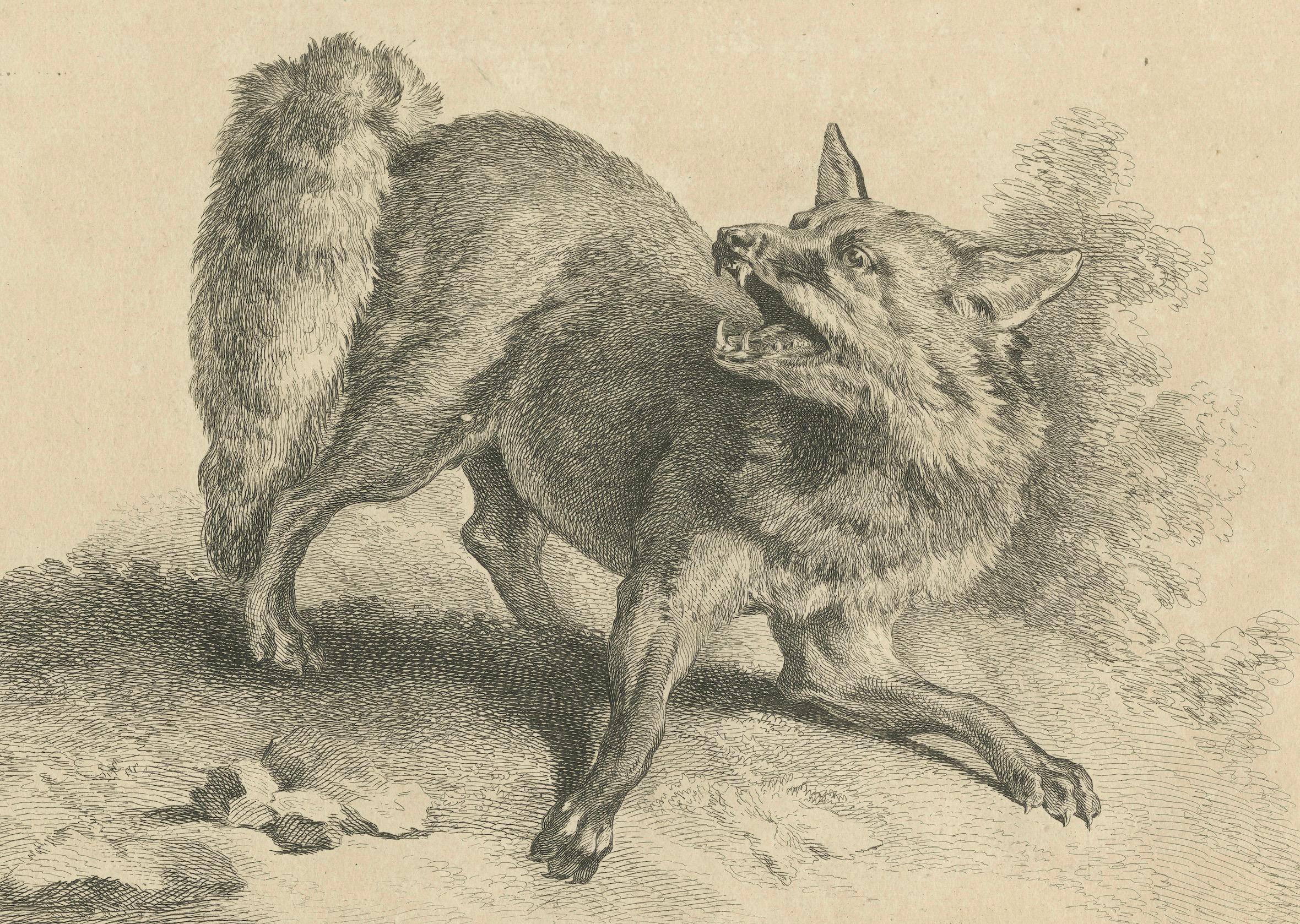 Gravé Renard, Le Renard roux : Une gravure originale détaillée - vers 1740 en vente