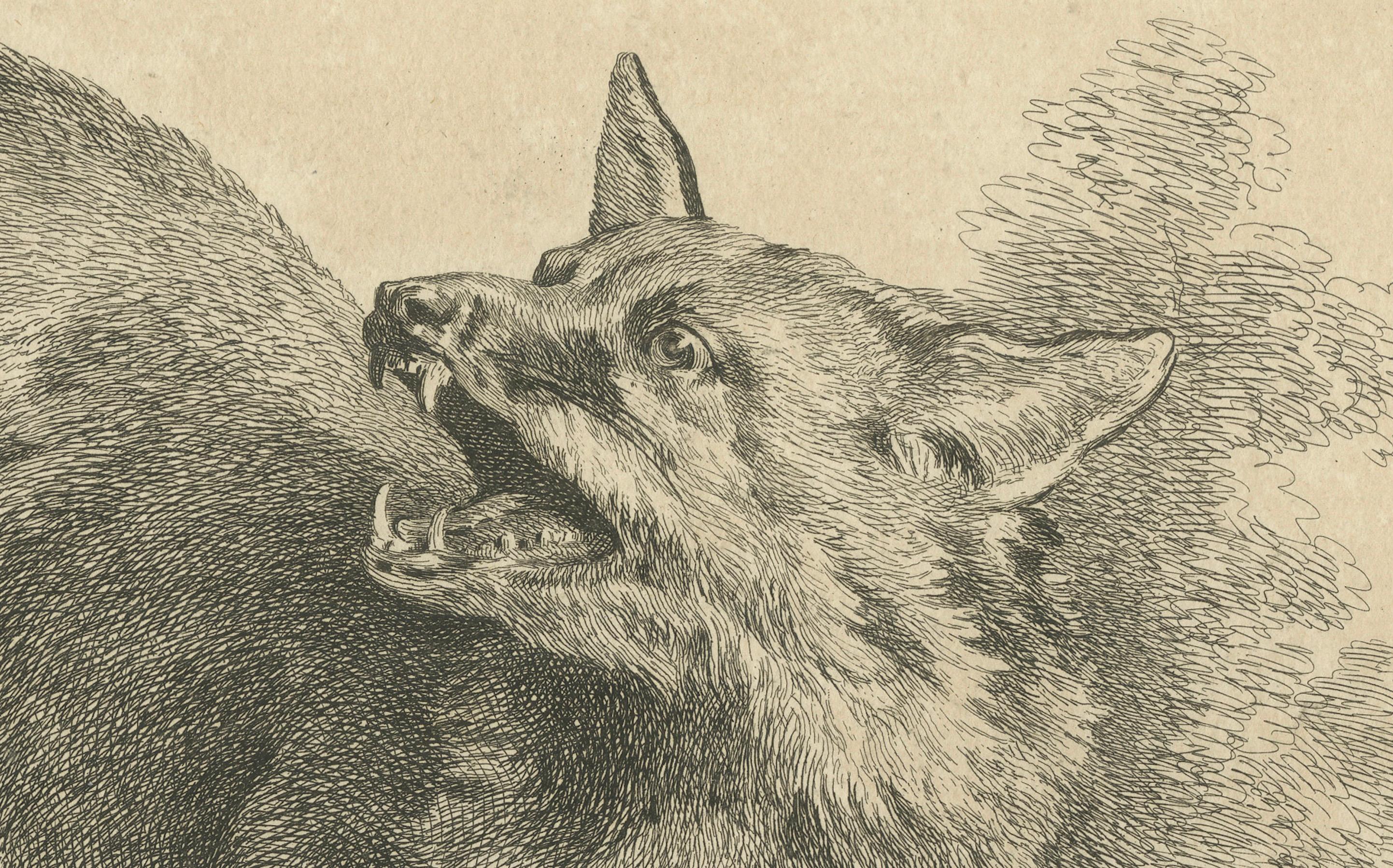 Renard, Le Renard roux : Une gravure originale détaillée - vers 1740 Bon état - En vente à Langweer, NL