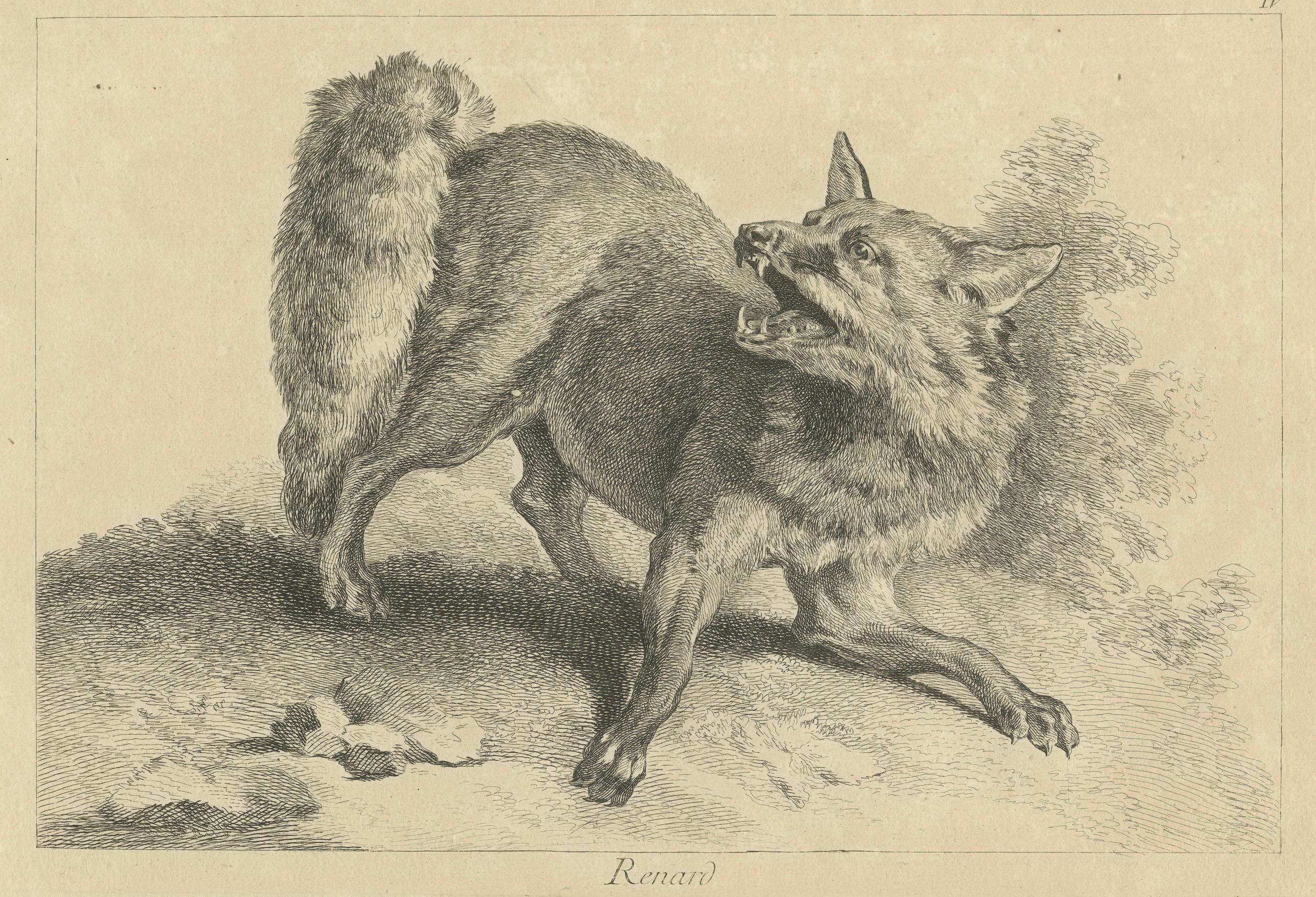 Milieu du XVIIIe siècle Renard, Le Renard roux : Une gravure originale détaillée - vers 1740 en vente