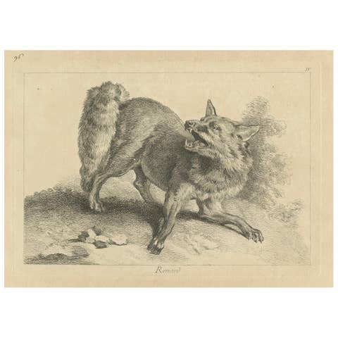 Renard, The Red Fox: An Original Detailed Etching - circa 1740
