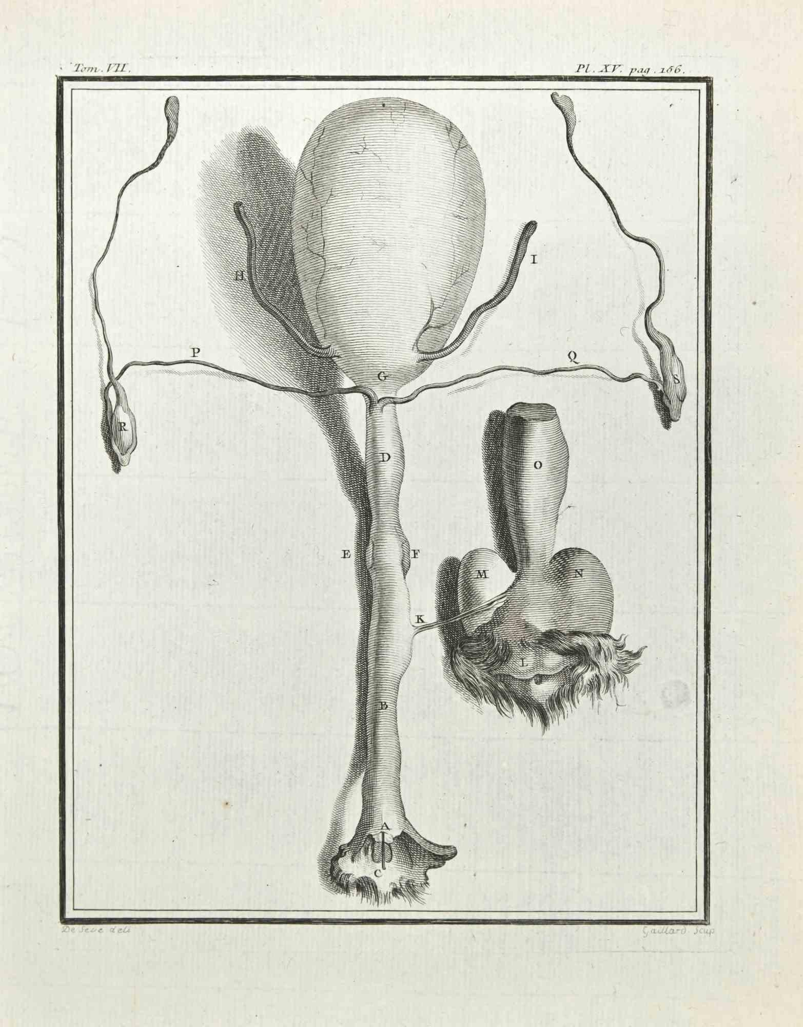 L'Anatomie des animaux est une eau-forte réalisée en 1771 par René Gaillard.

Il appartient à la suite "Histoire naturelle, générale et particulière avec la description du Cabinet du Roi".

Signature de l'Artistics gravée en bas à droite.

Bon état,