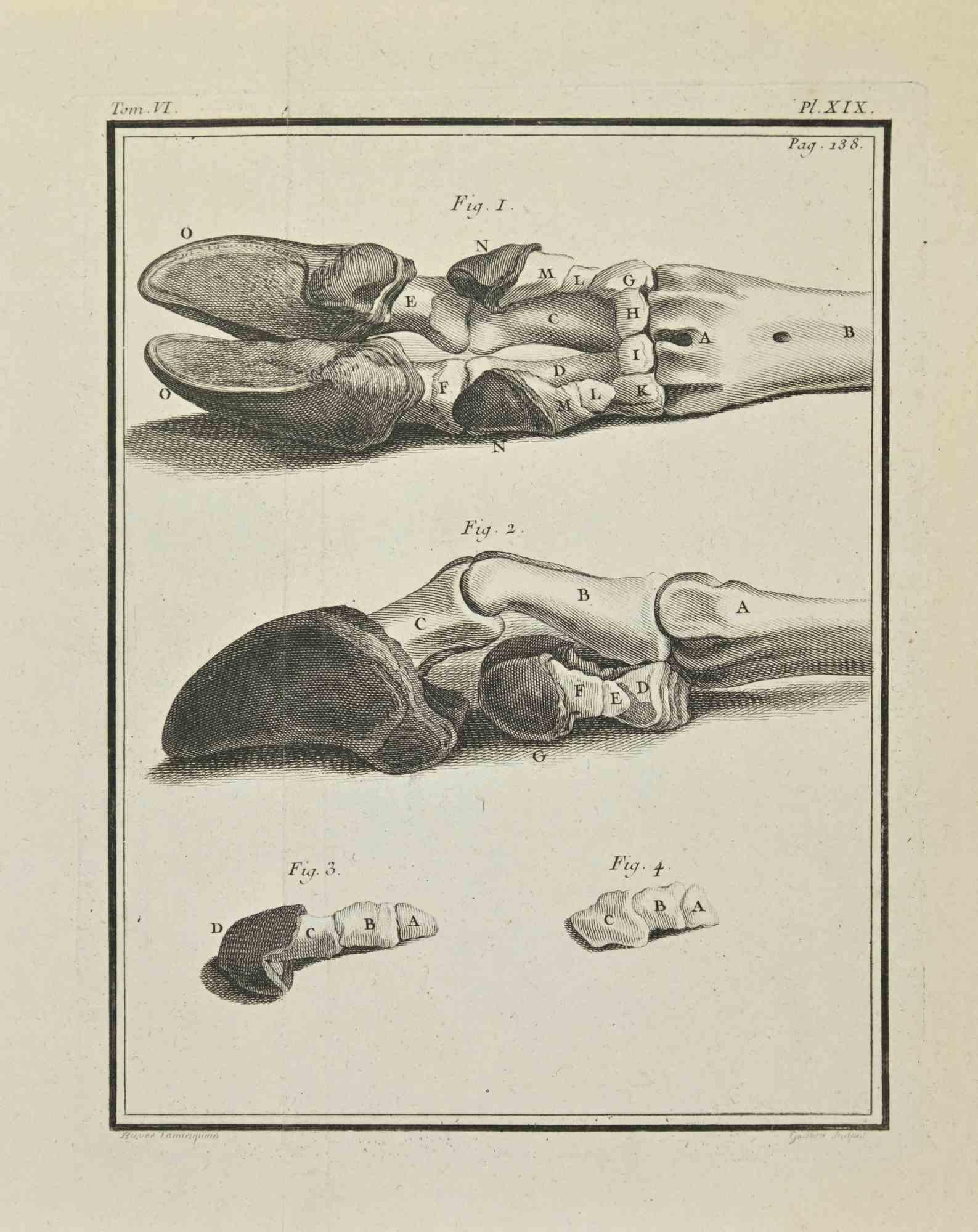 Anatomie der Tiere - Radierung von René Gaillard - 1771