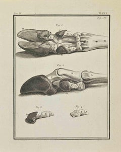 Antique Anatomy of Animals - Etching by René Gaillard - 1771