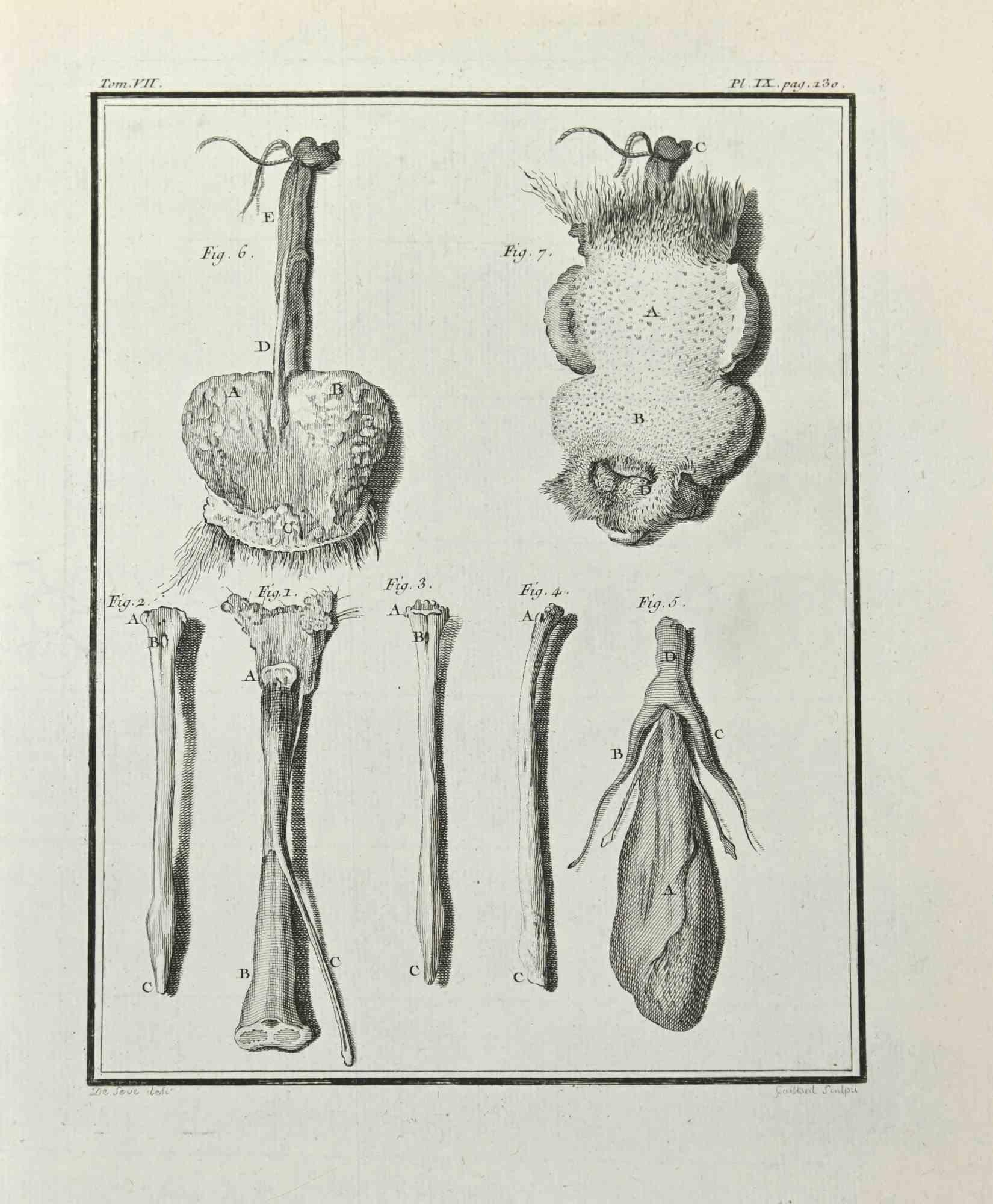 Anatomy of Animals is an etching realized by Antoine Defehrt in 1771.

It belongs to the suite "Histoire naturelle, générale et particulière avec la description du Cabinet du Roi".

Artist's signature engraved lower right.

Good condition.
