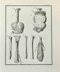 Antique Anatomy of Animals - Etching by René Gaillard - 1771