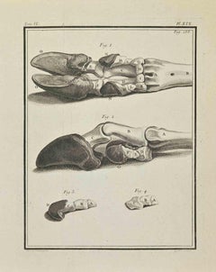 Anatomie der Tiere - Radierung von René Gaillard - 1771