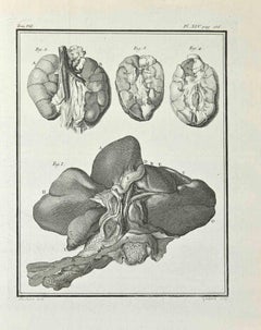 Antique Anatomy of Animals - Etching by René Gaillard - 1771