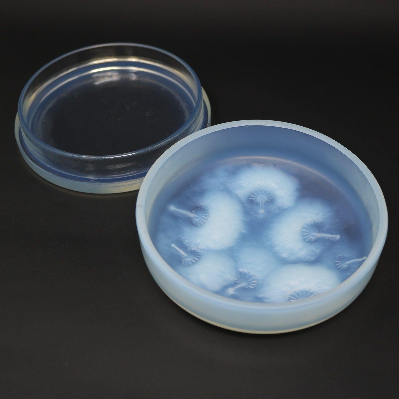 Vetro Scatola 'Houppes' in vetro opalescente di Rene Lalique in vendita